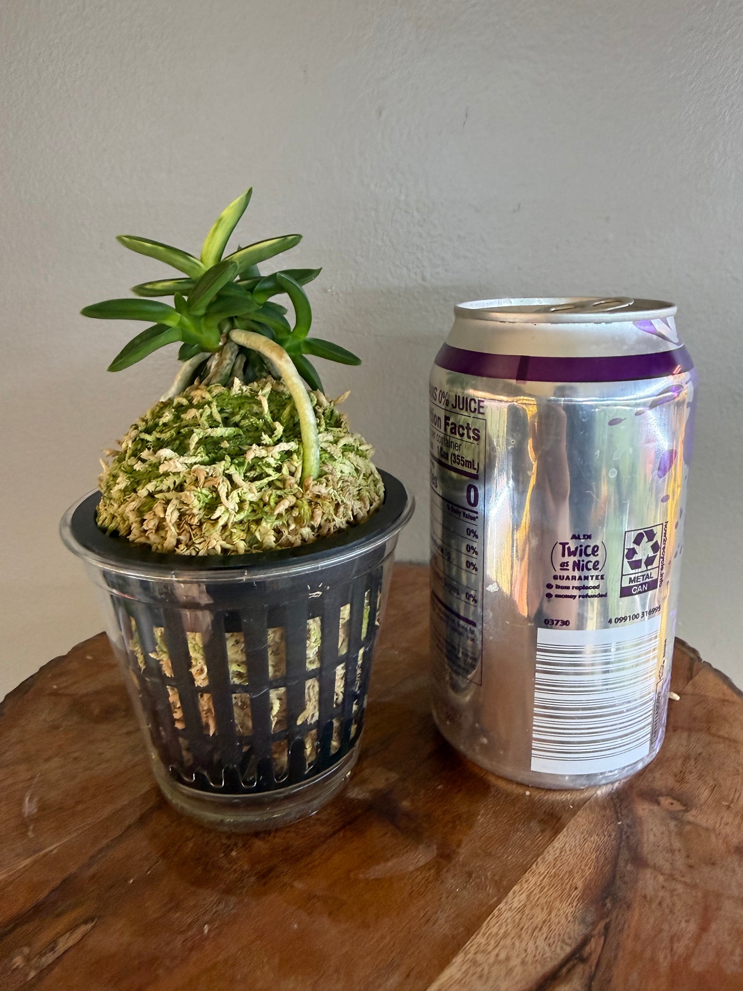 Neofinetia falcata Chwiwolho 翠月湖