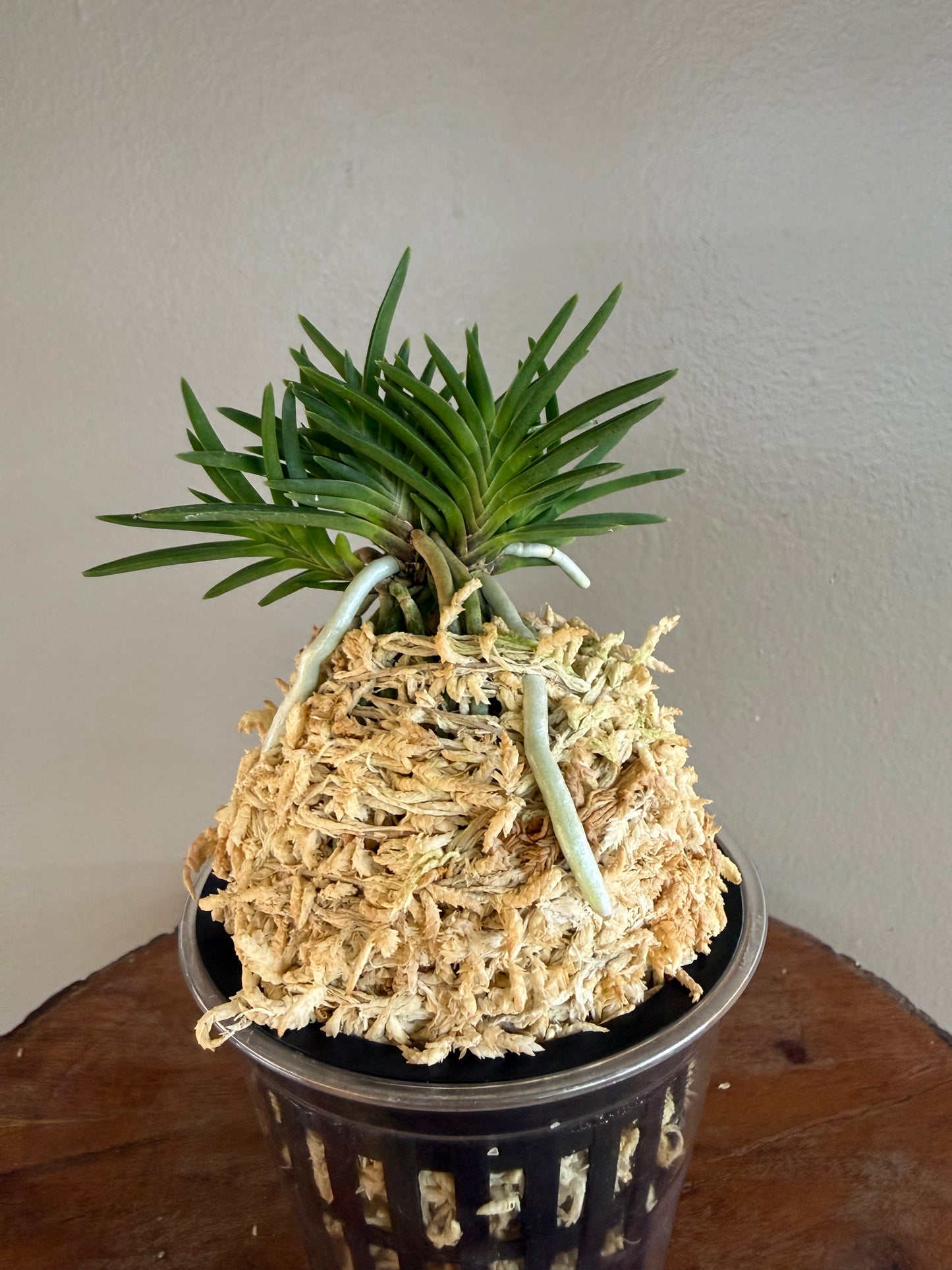 Neofinetia falcata Maiougi 舞扇