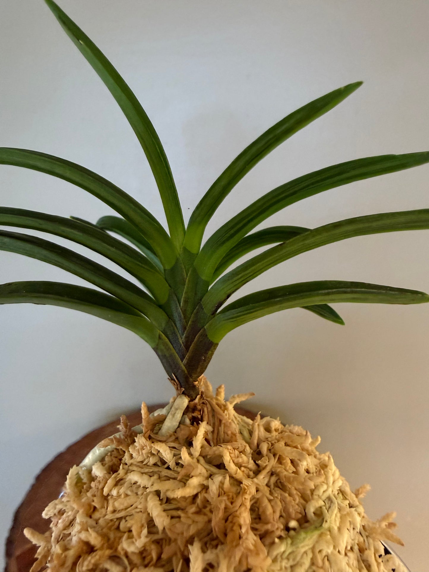 Neofinetia falcata Benibotan 紅牡丹