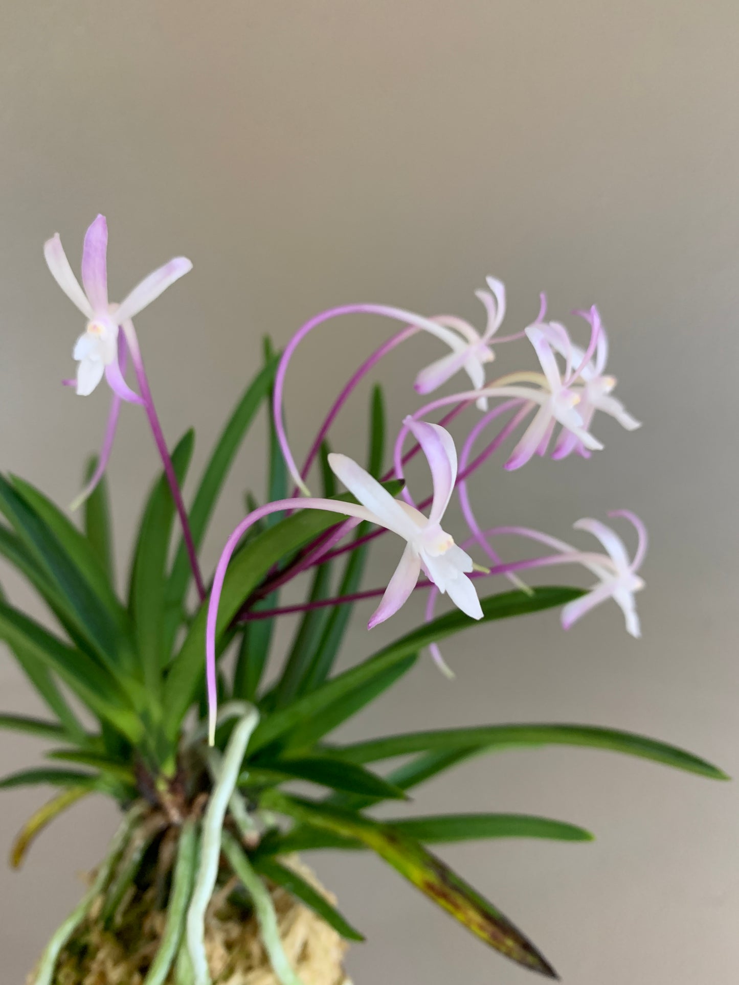 Neofinetia falcata Shutenno 朱天王