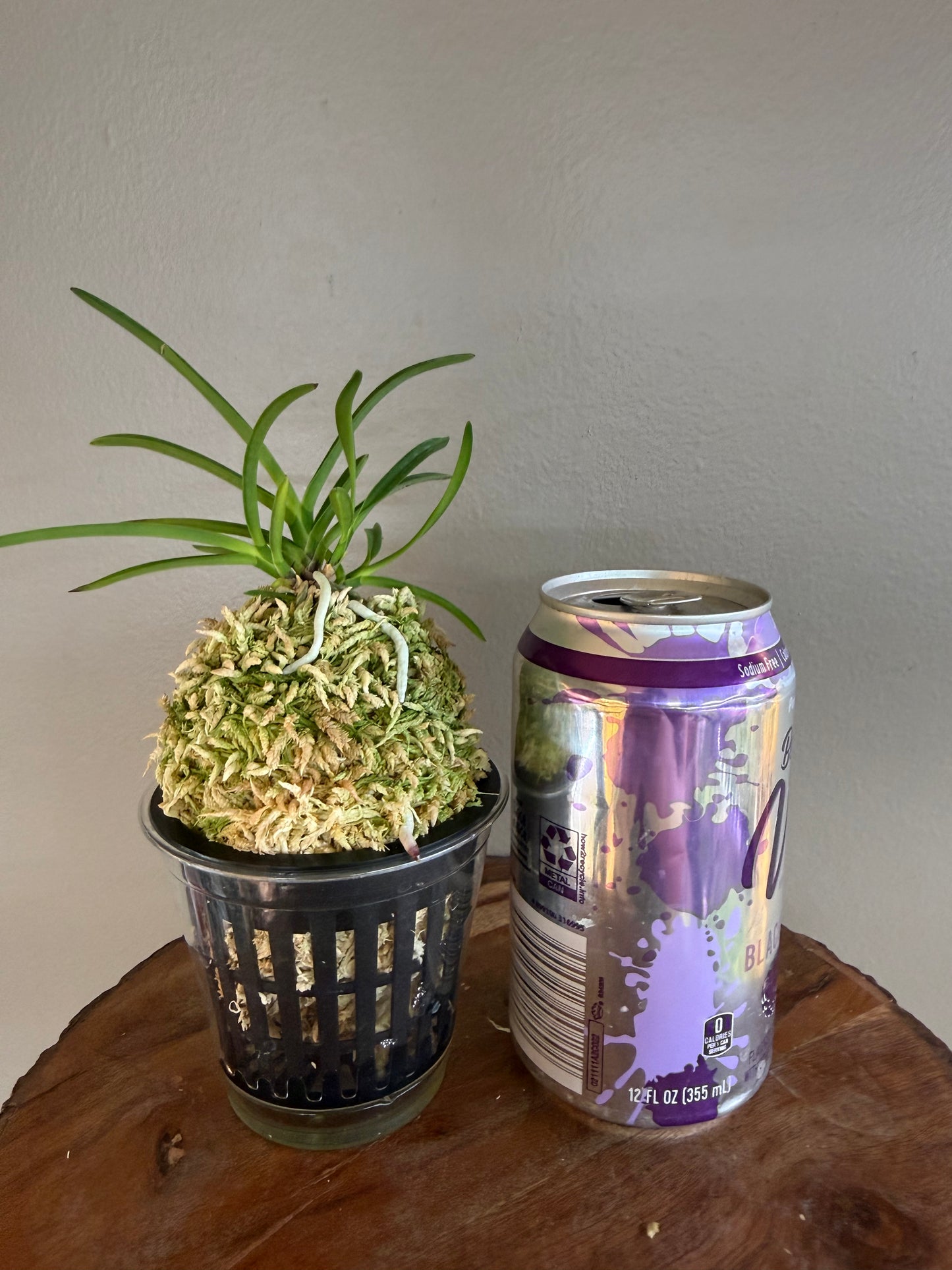 Neofinetia falcata Nangokunomai南國之舞