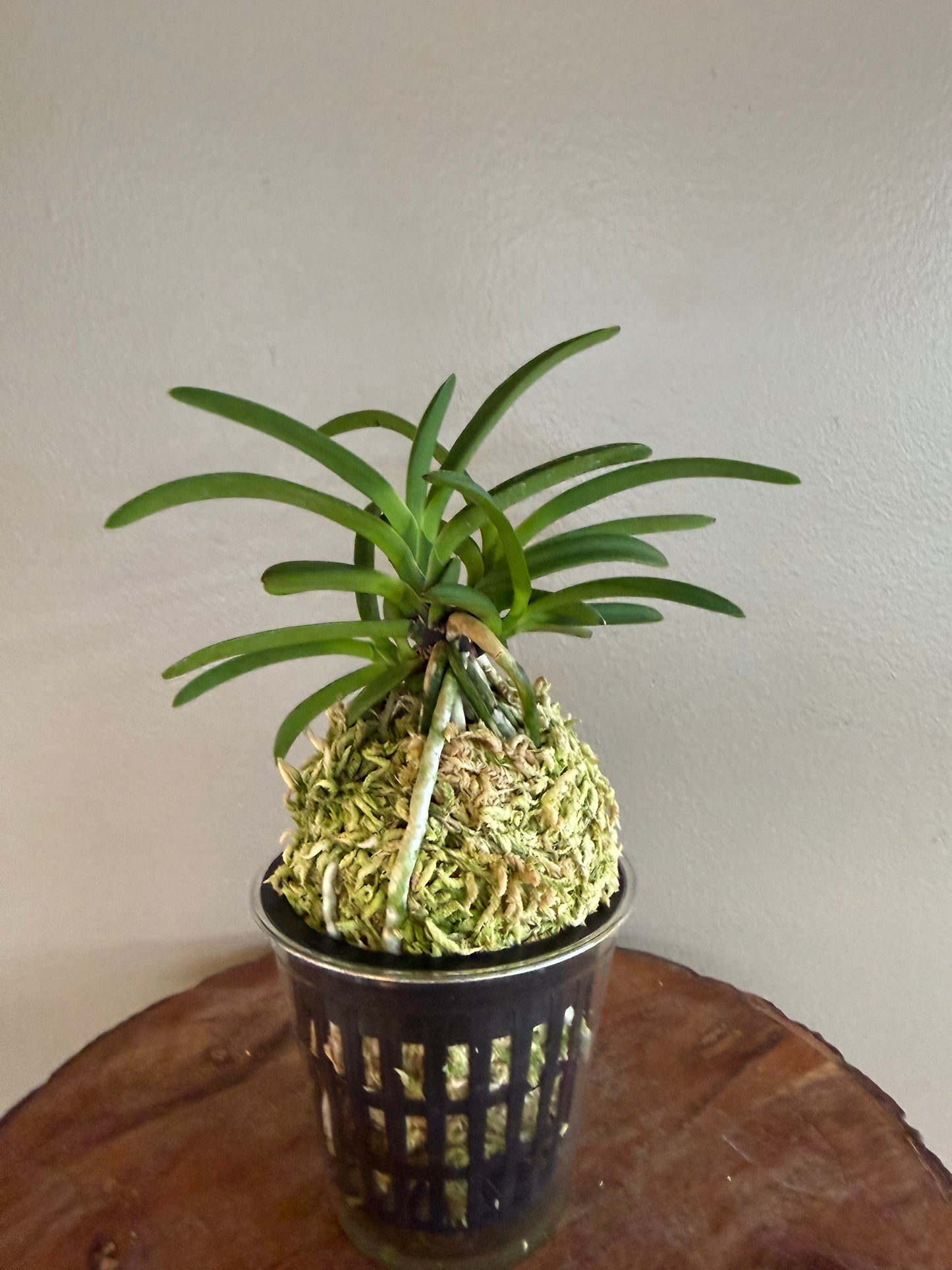 Neofinetia falcata Ja-ya (Honggang*Oushukuume) 紫也