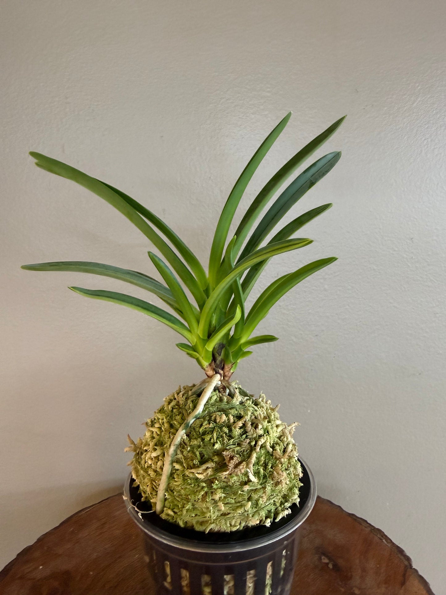 Neofinetia falcata Misukage 御簾影