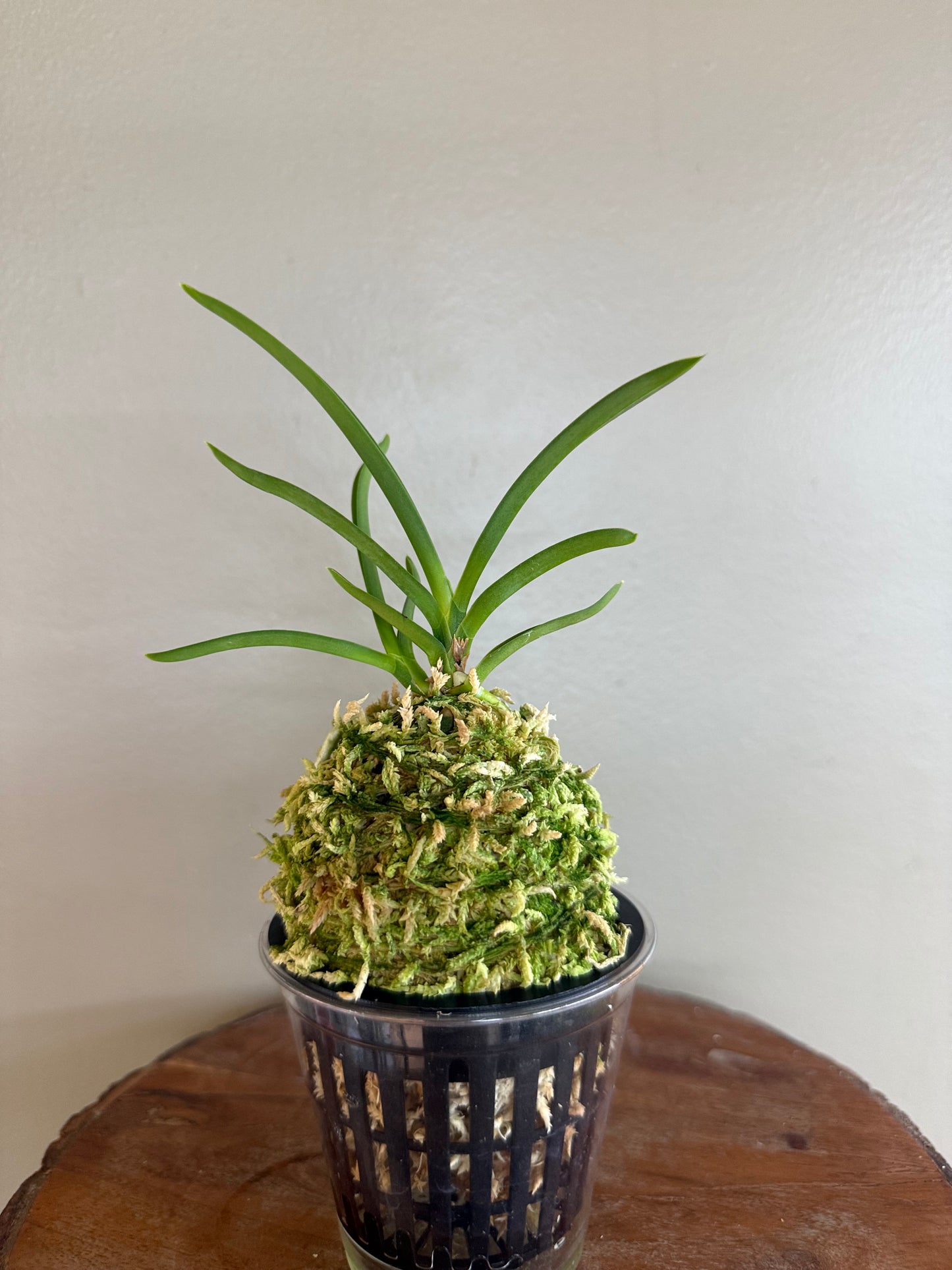 Neofinetia falcata kobai 紅梅