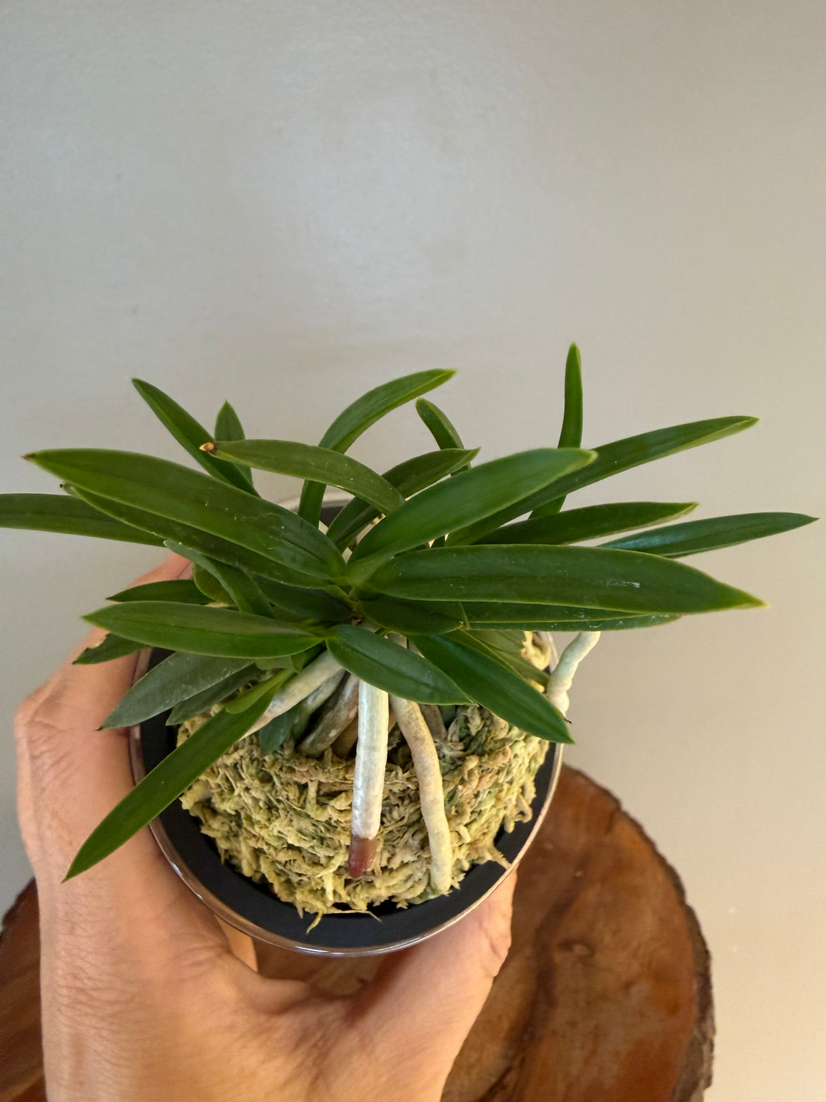 Neofinetia falcata Honghyeon 紅玄