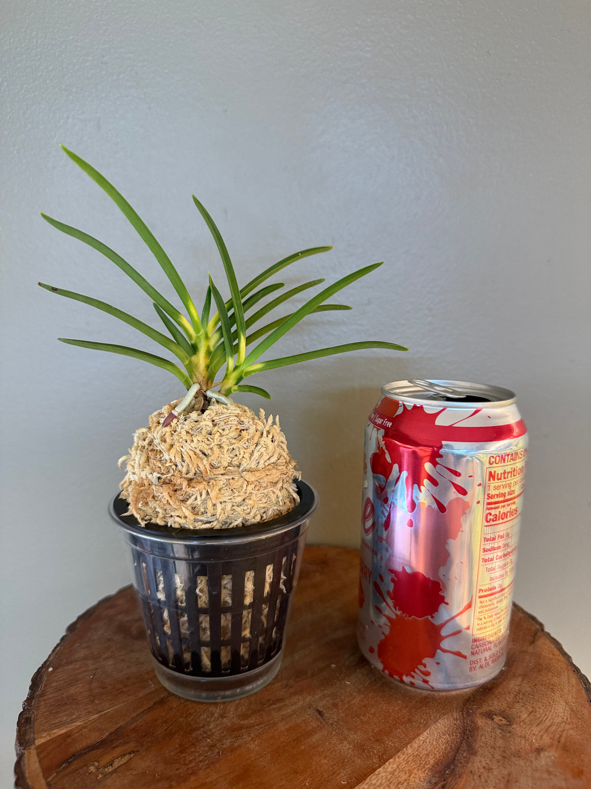 Neofinetia falcata Shinkiro 蜃気楼