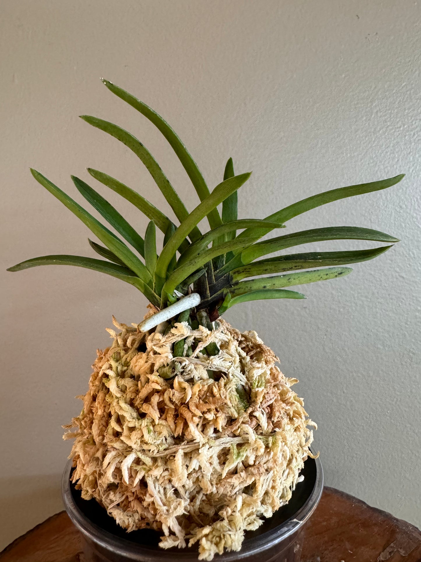 Neofinetia falcata Takaranoshi 宝熨斗