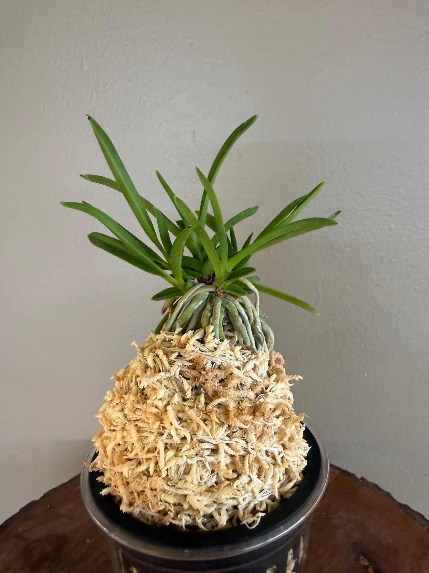 Neofinetia falcata Hisui 翡翠