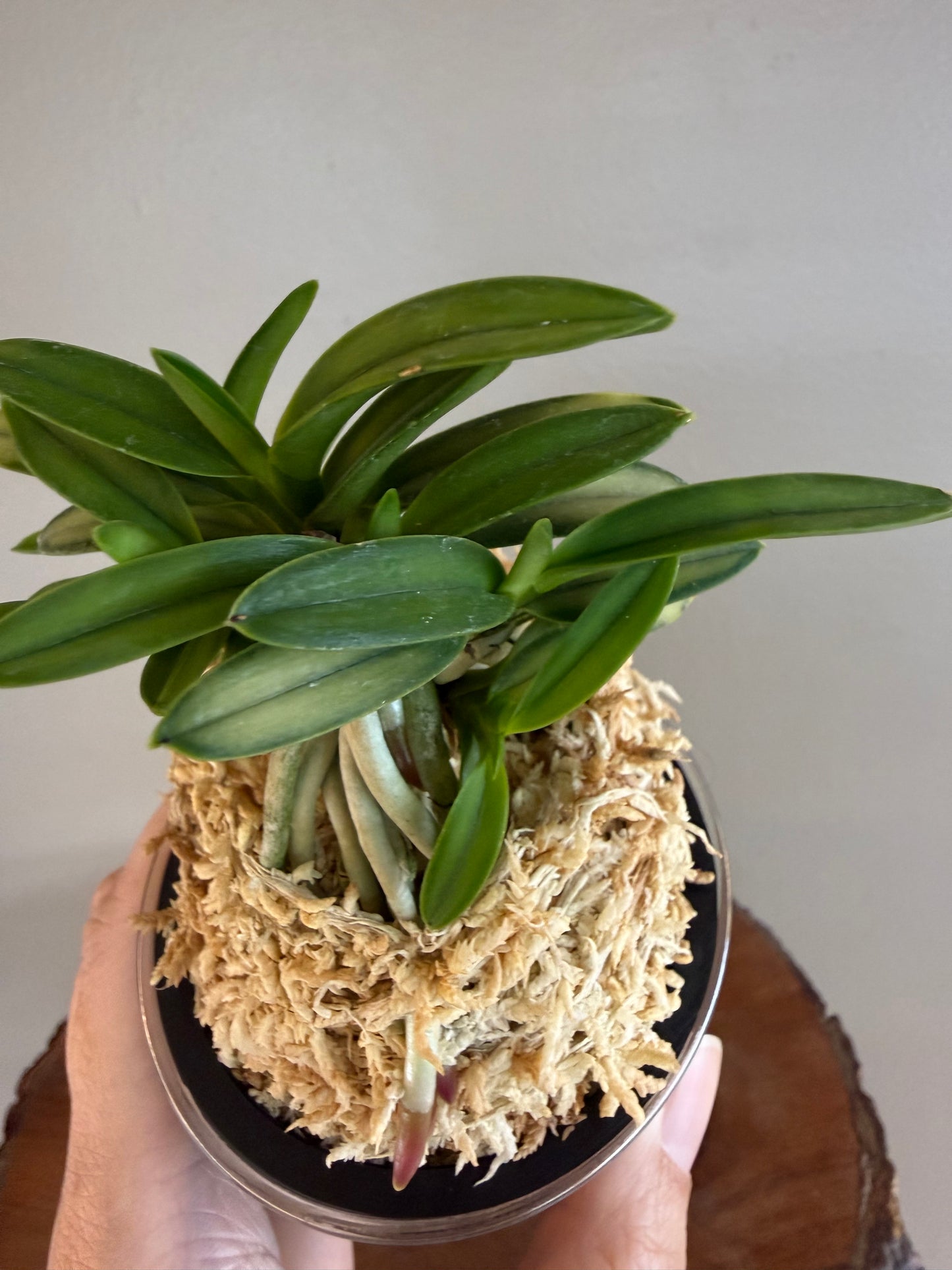 Neofinetia falcata Kinkujaku 金孔雀