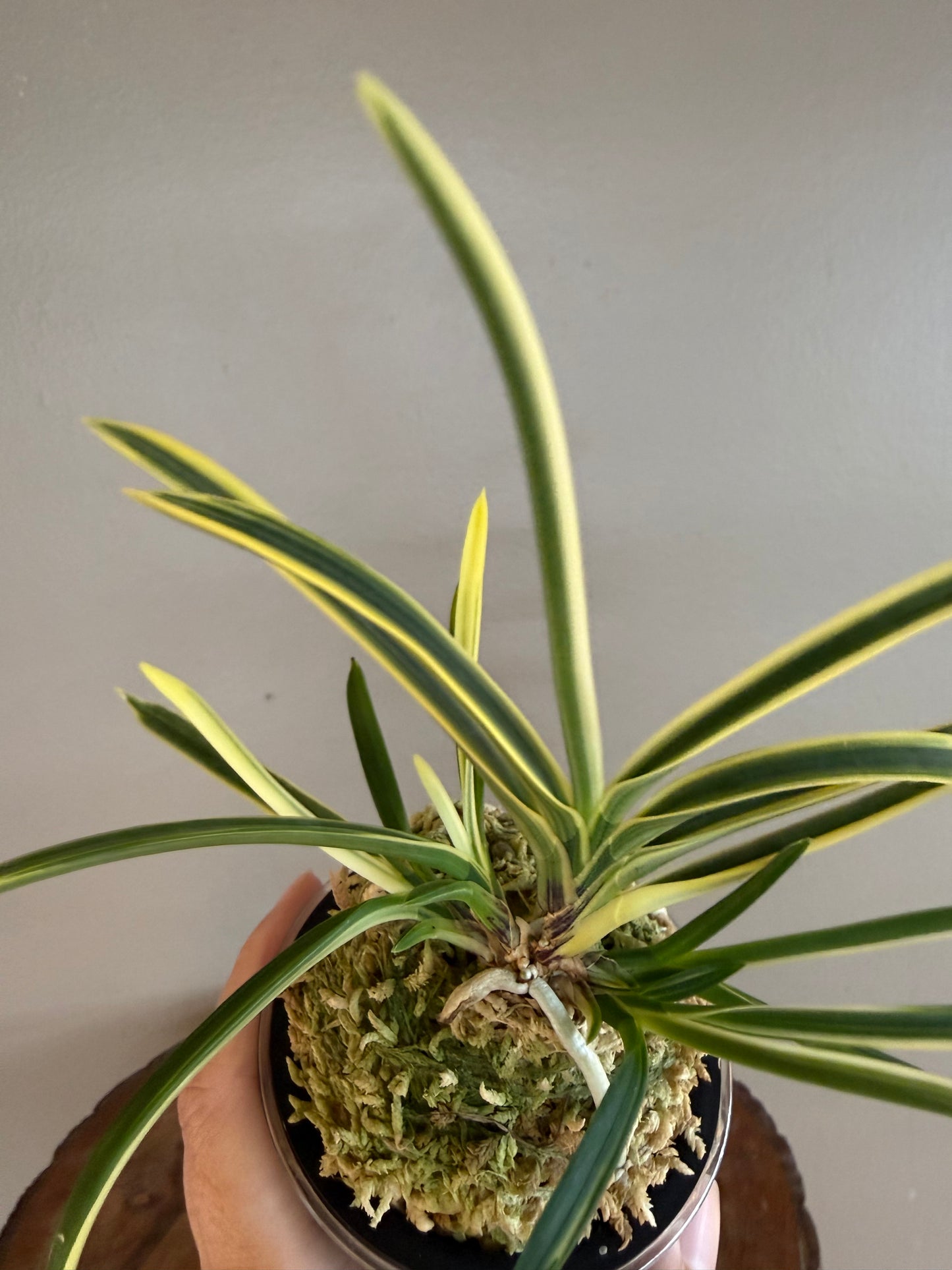 Neofinetia falcata Gojo Fukurin 御城覆輪
