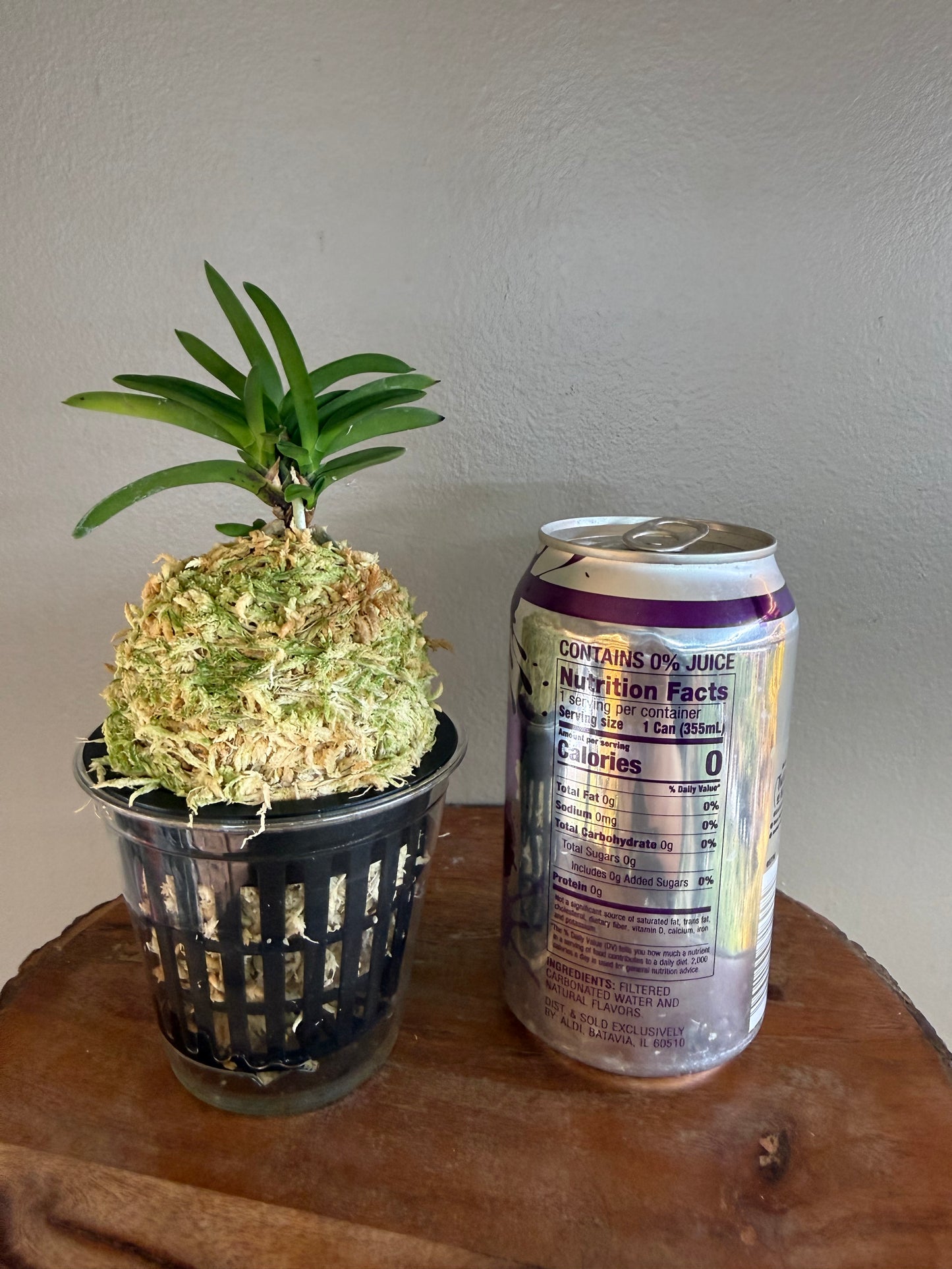 Neofinetia falcata Yodo no Matsu 淀の松