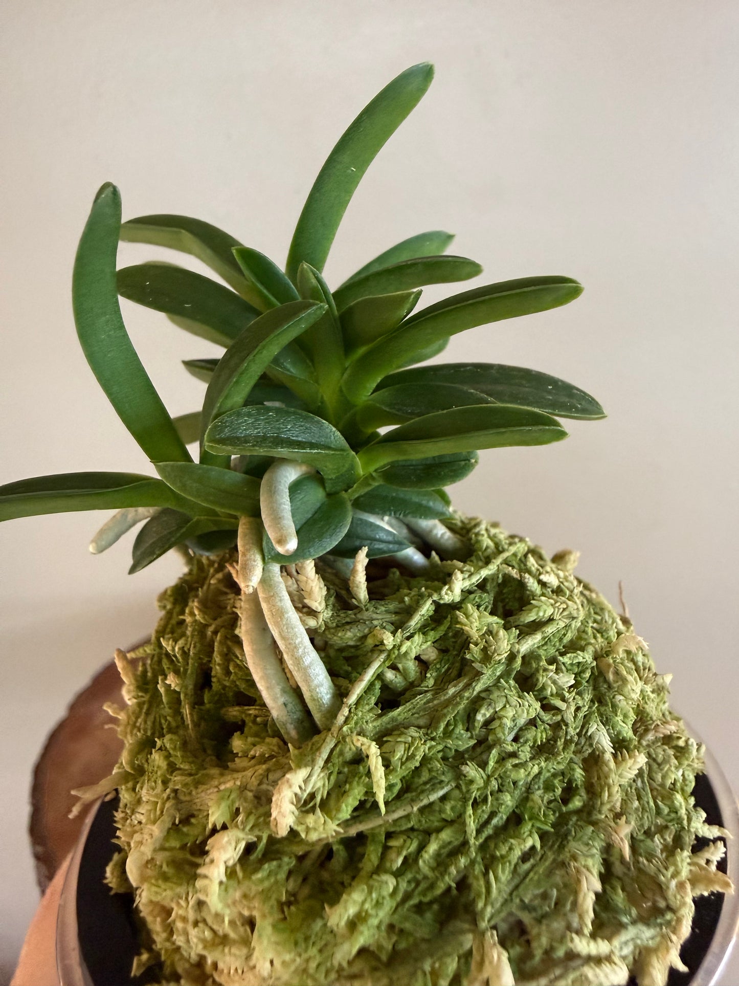 Neofinetia falcata Odong 烏童(Eboshimaru Short Leaves ）