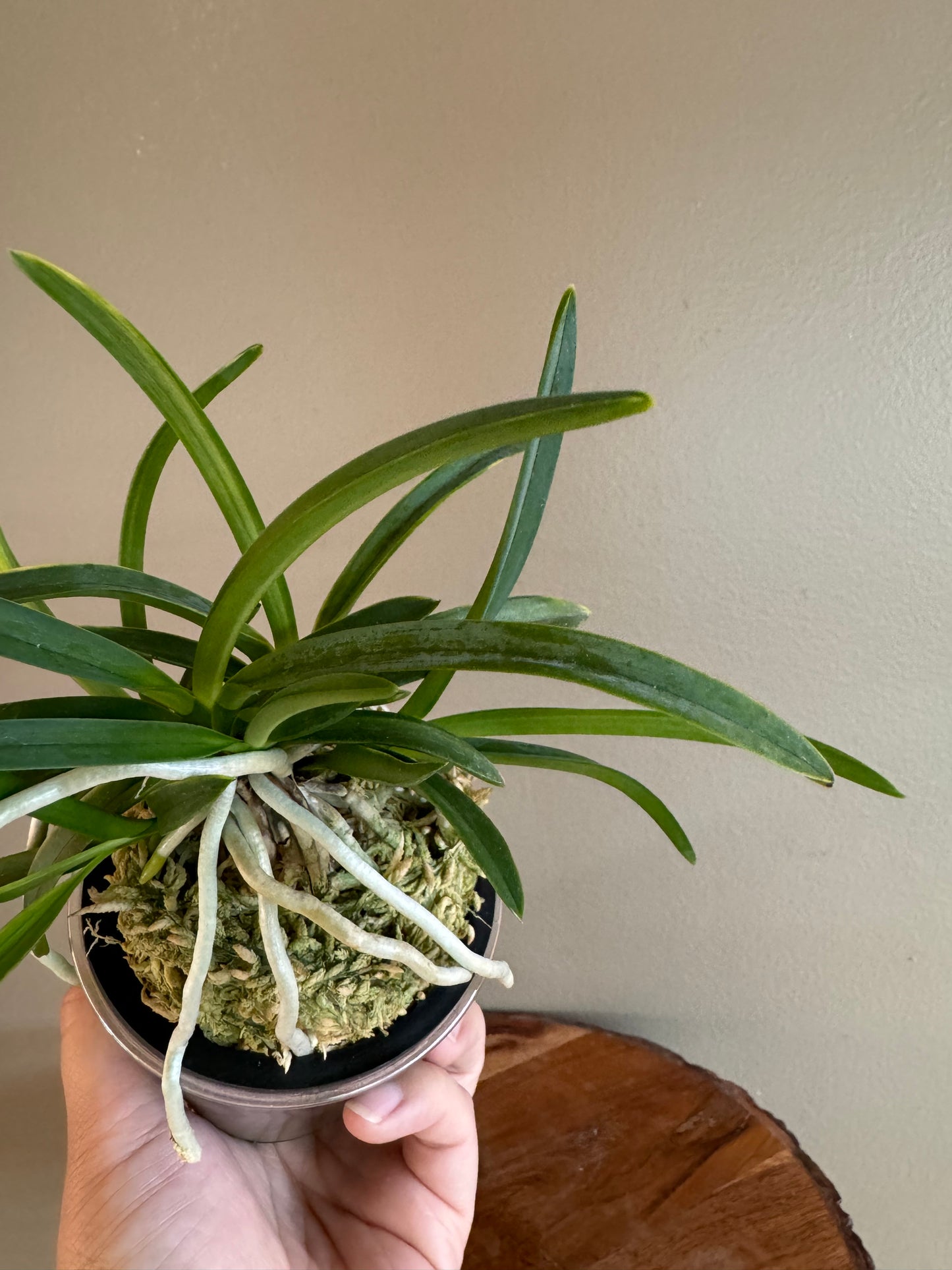 mNeofinetia falcata Fugaku 富嶽