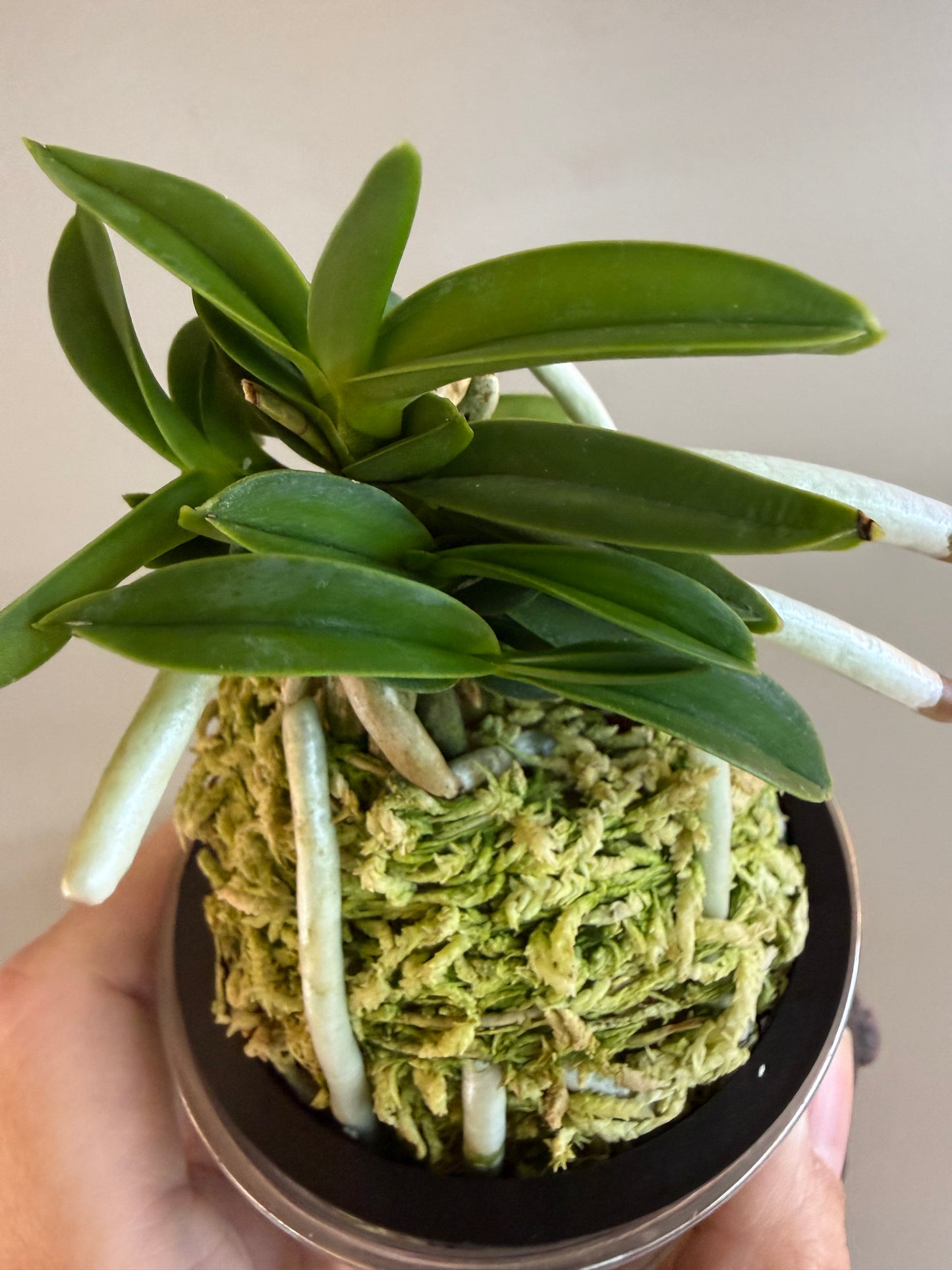 Neofinetia falcata Myeong-Ok 明玉