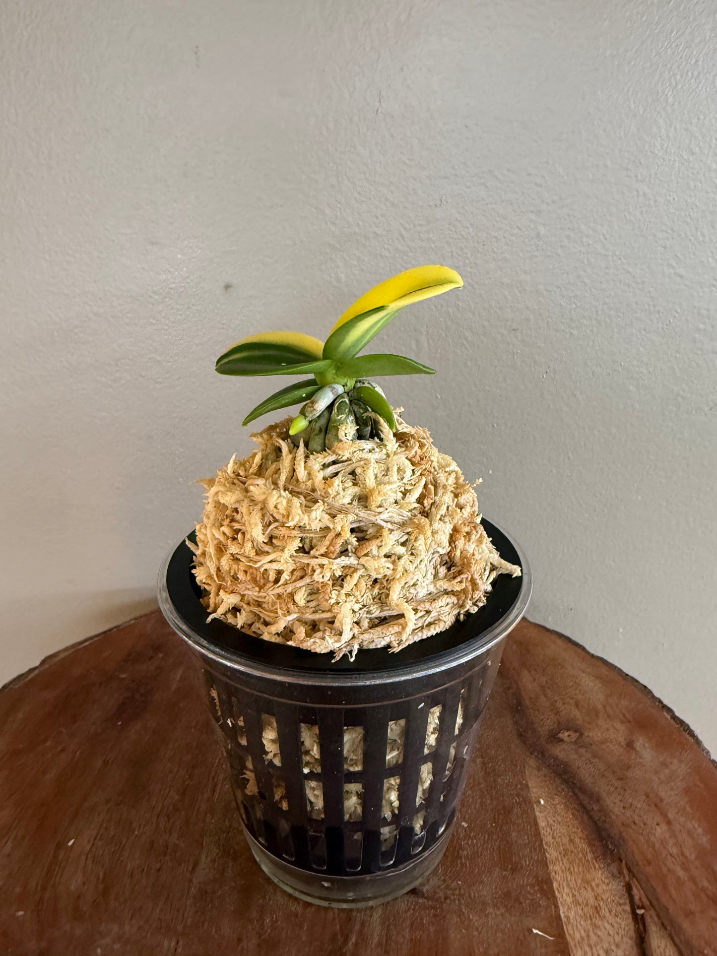 Sedirea japonica Minmaru Shima 明丸錦
