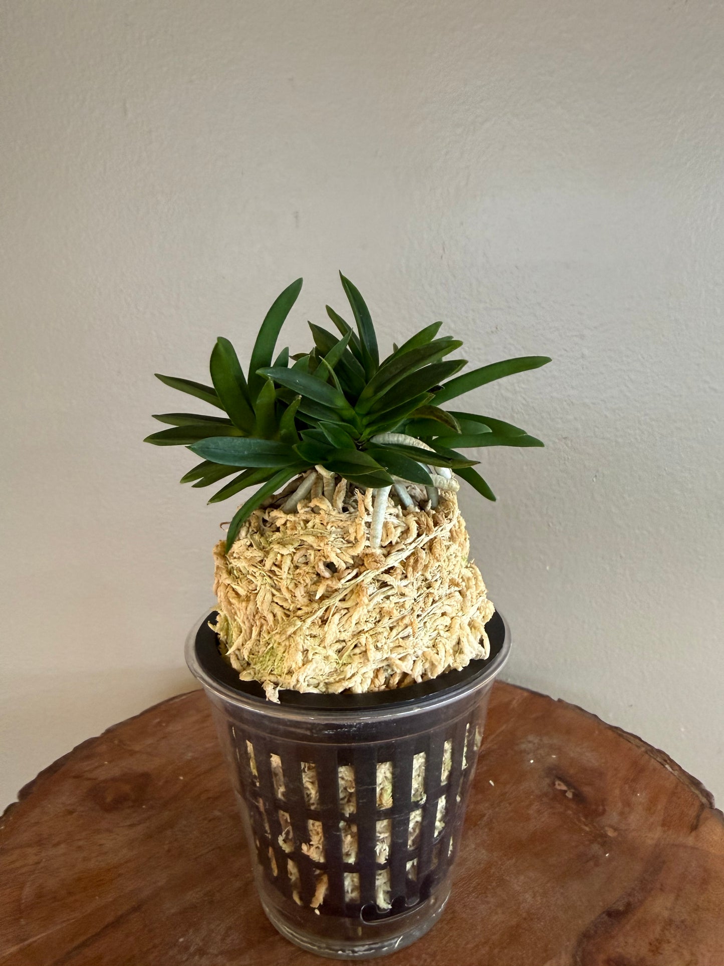 Neofinetia falcata Tamakongo 玉金剛