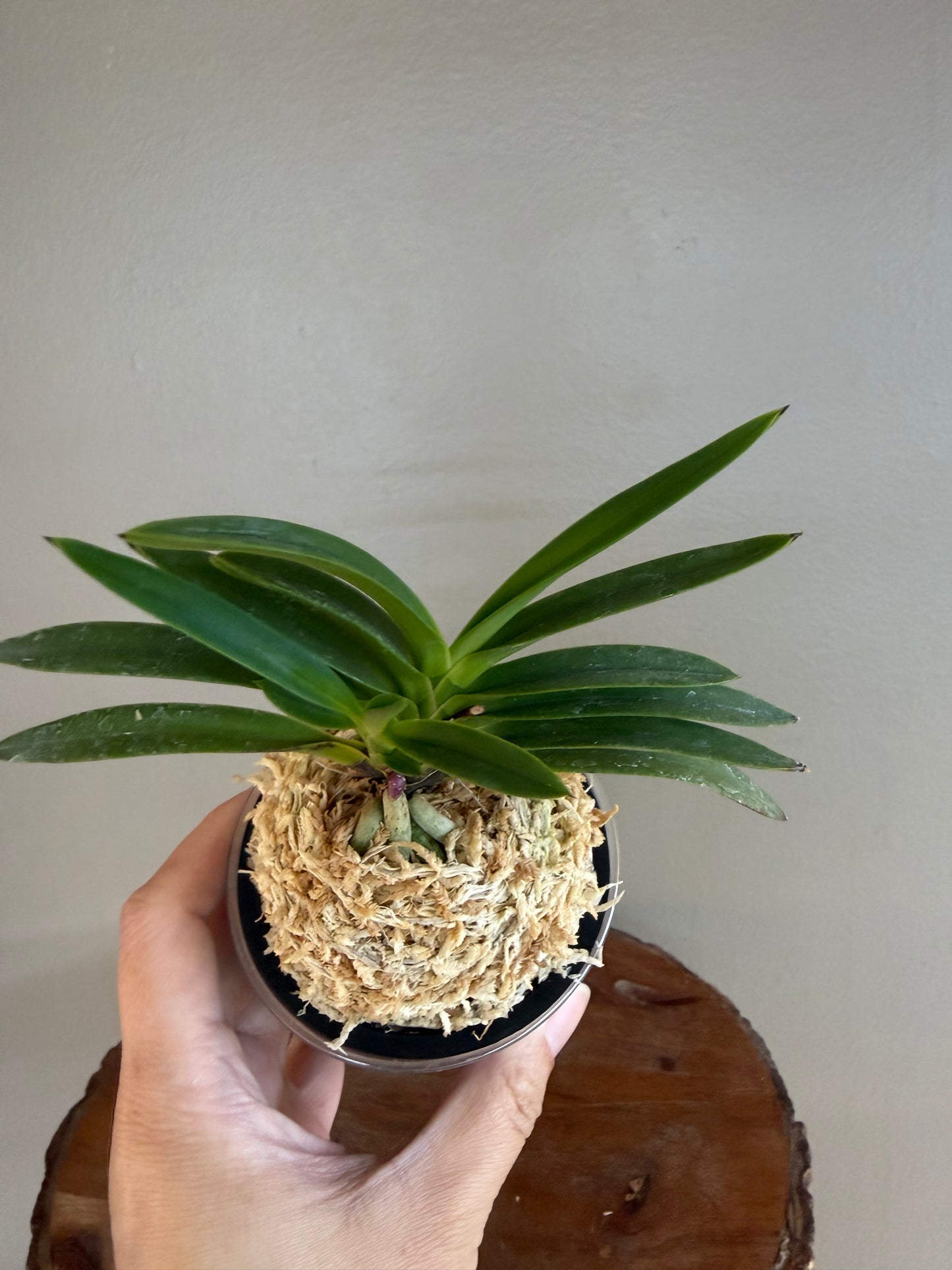 Neofinetia falcata Mangekyo 万華境