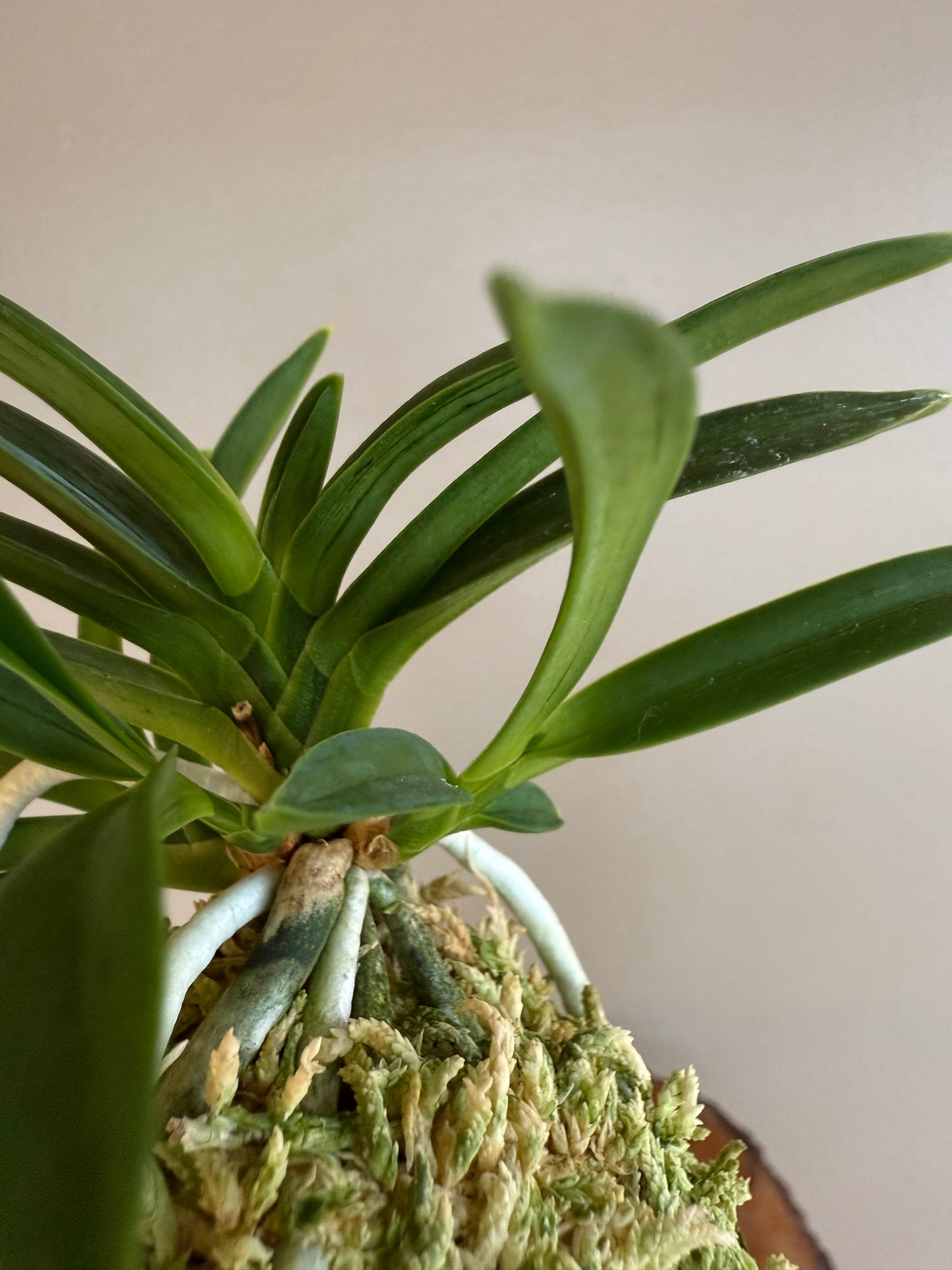 Neofinetia falcata Suminagashi 墨流