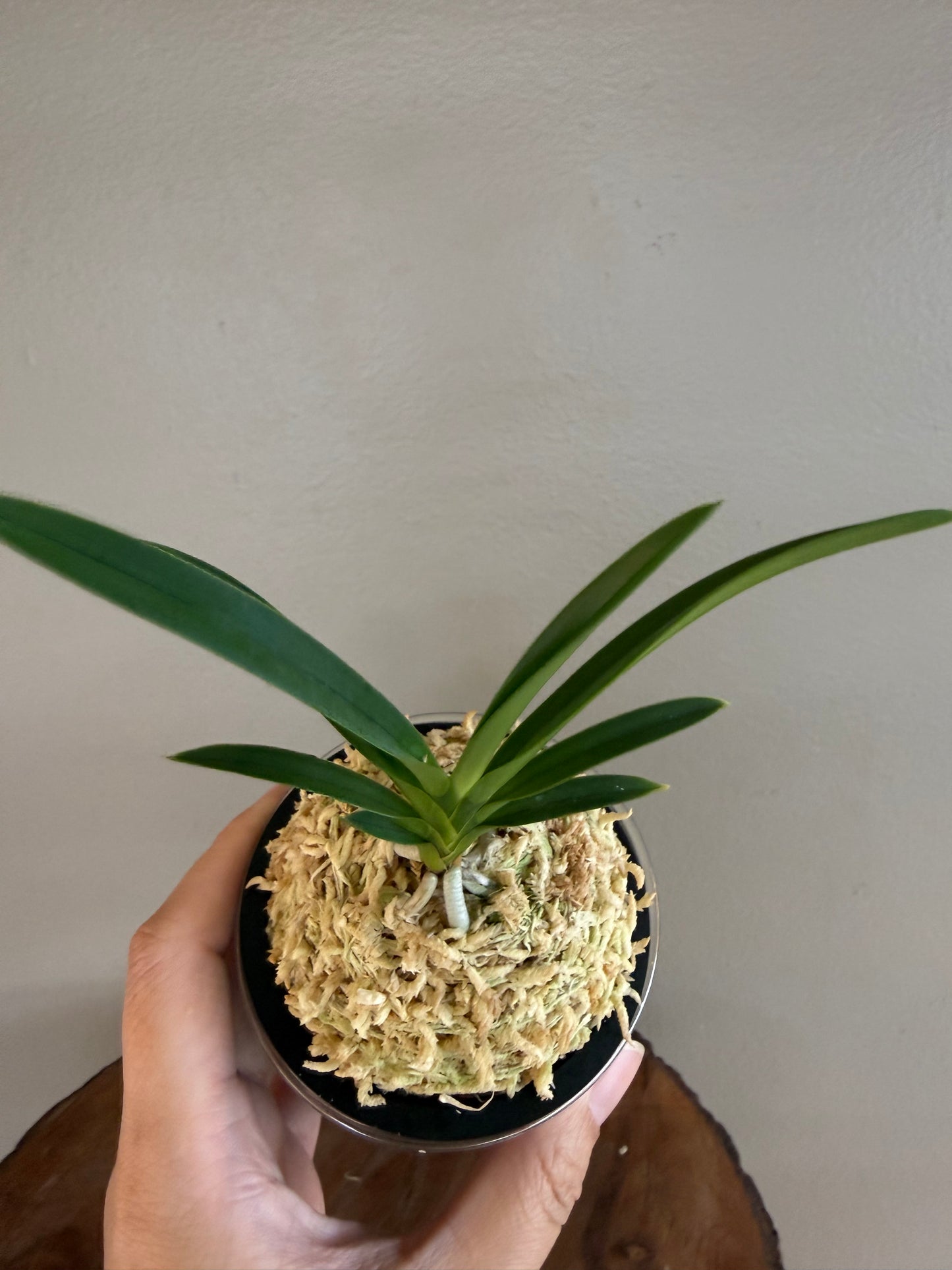 Neofinetia falcata Midori Jujisei 緑十字星