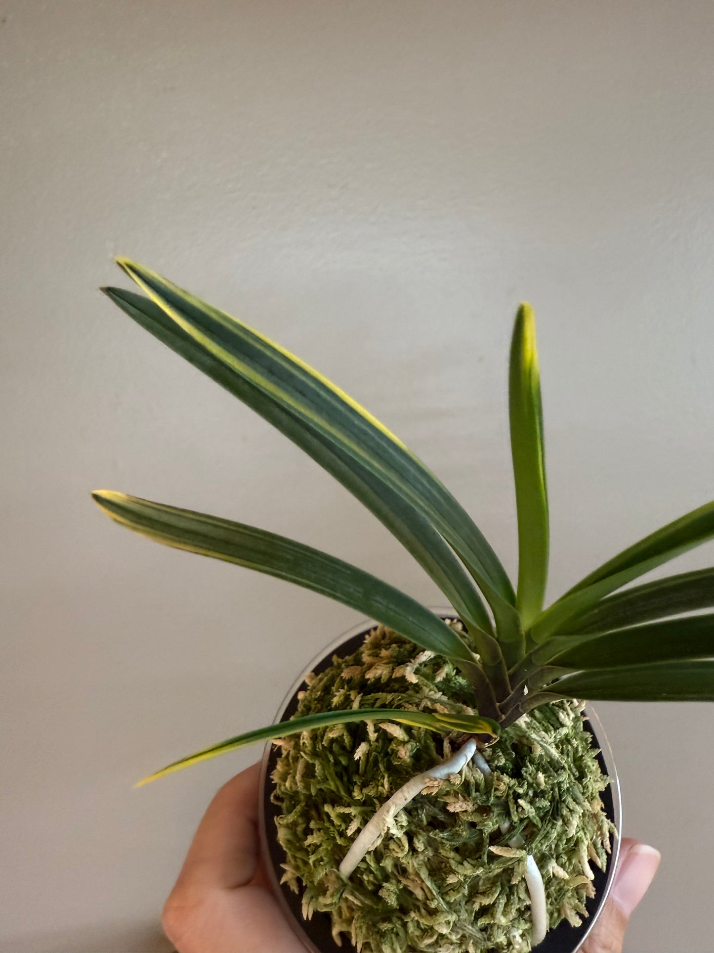 Neofinetia falcata Ouyashima 大八州