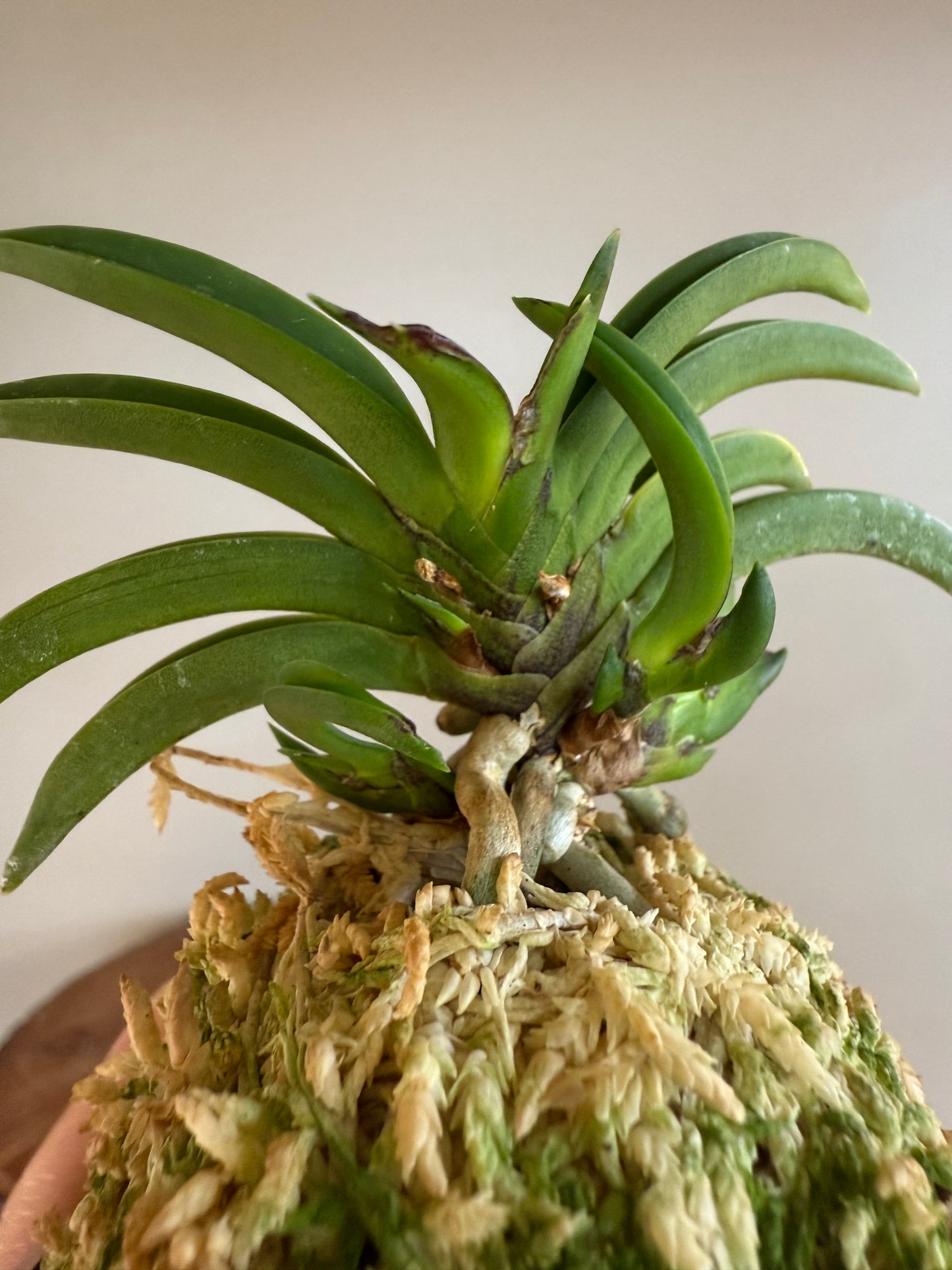 Neofinetia falcata Benkeimaru 弁慶丸