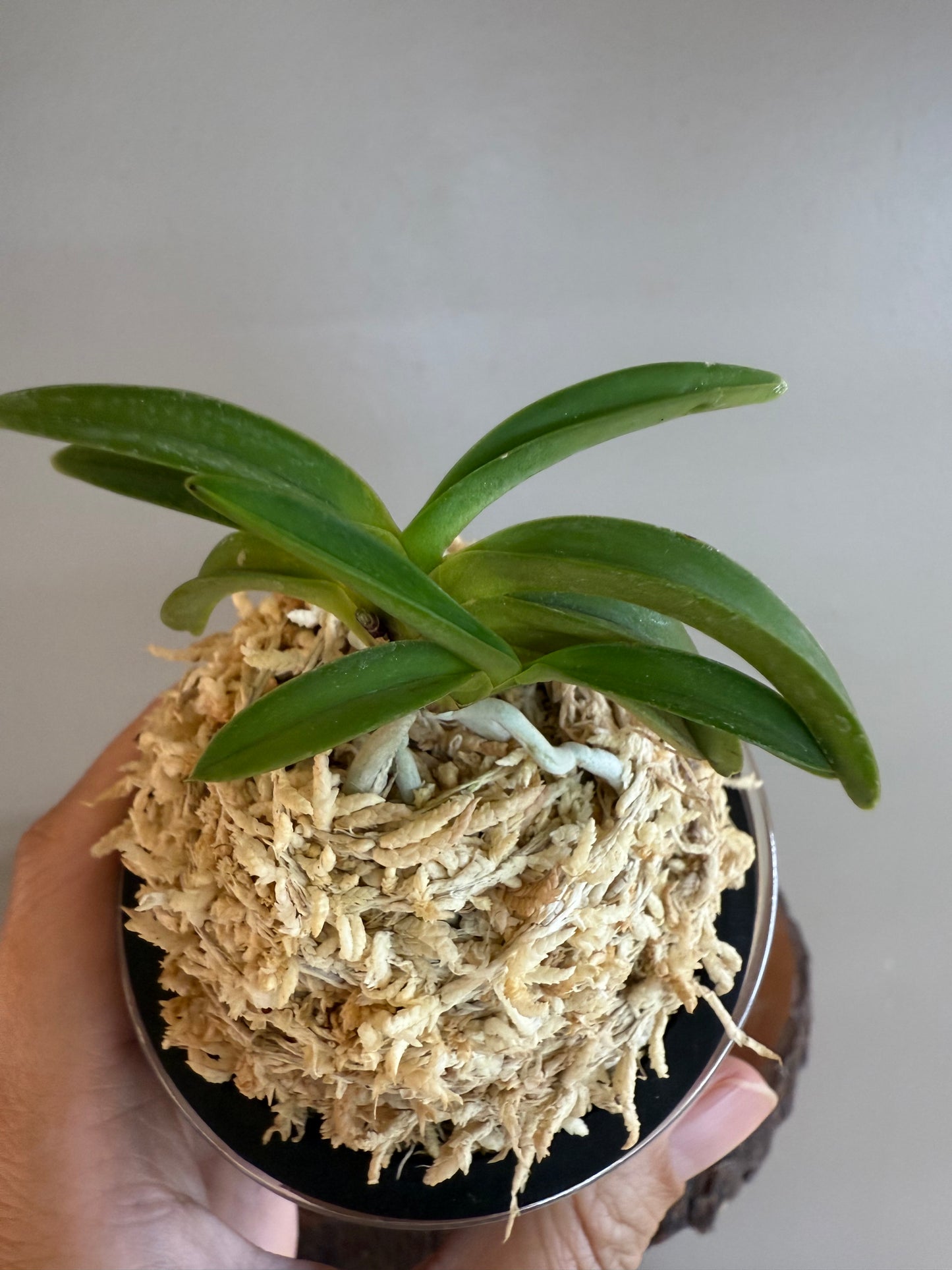 Neofinetia falcata Suikaden 翠華殿