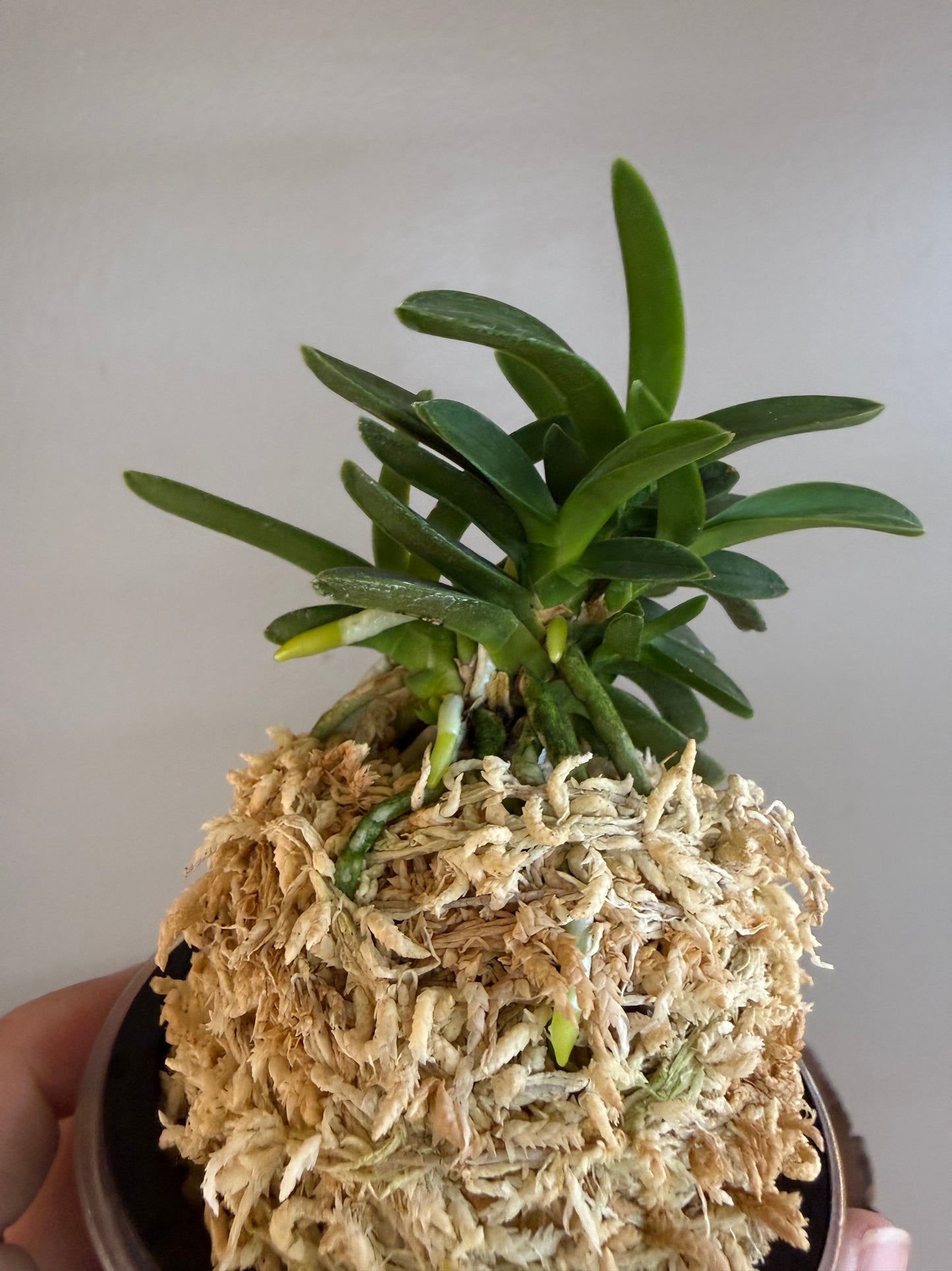 Neofinetia falcata Kabutomaru兜丸