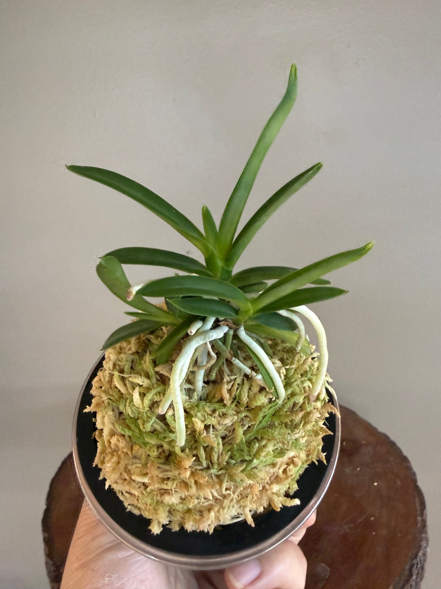 Neofinetia falcata Homeiden 豊明殿