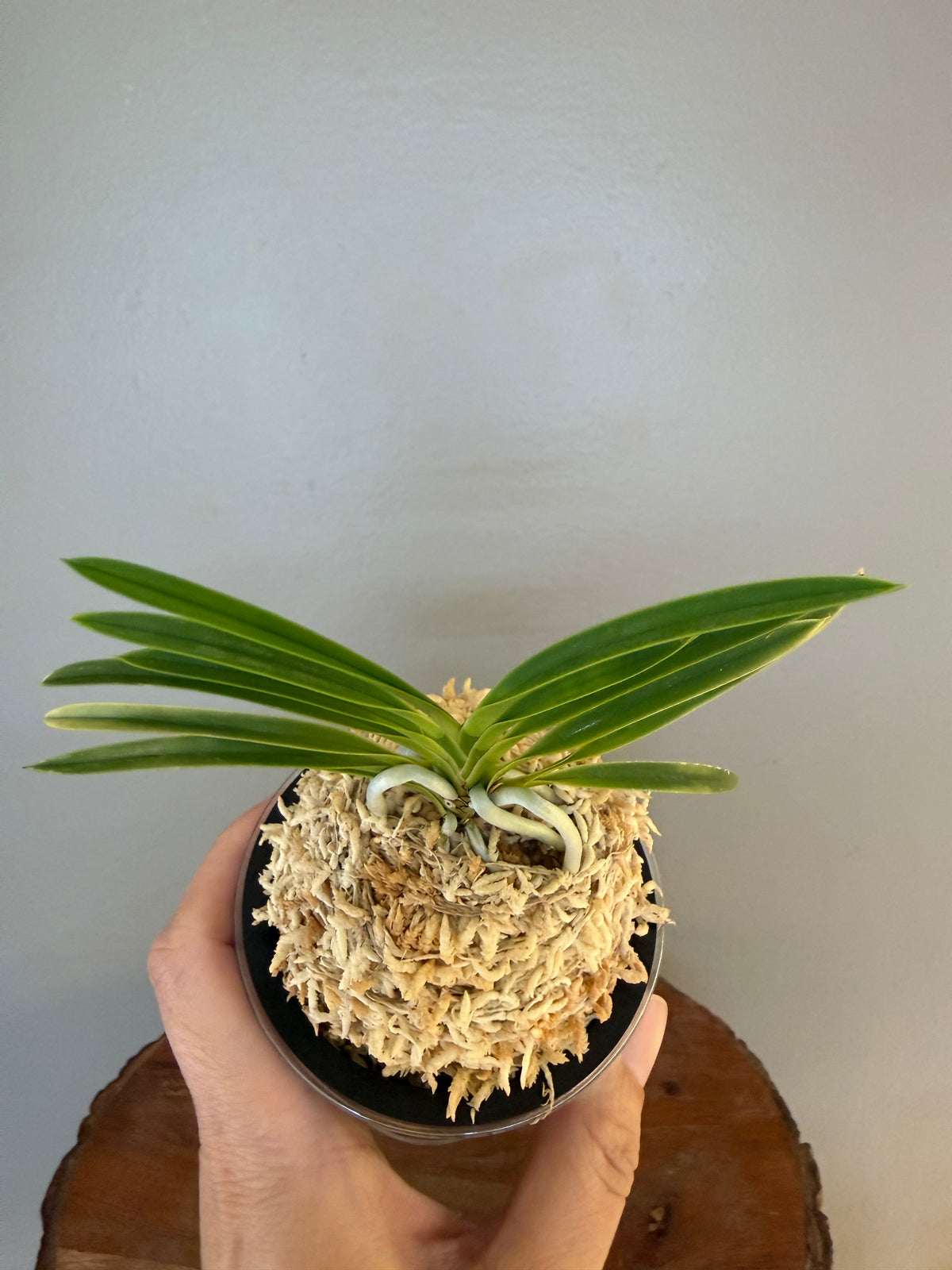 Neofinetia falcata Gongju 公主