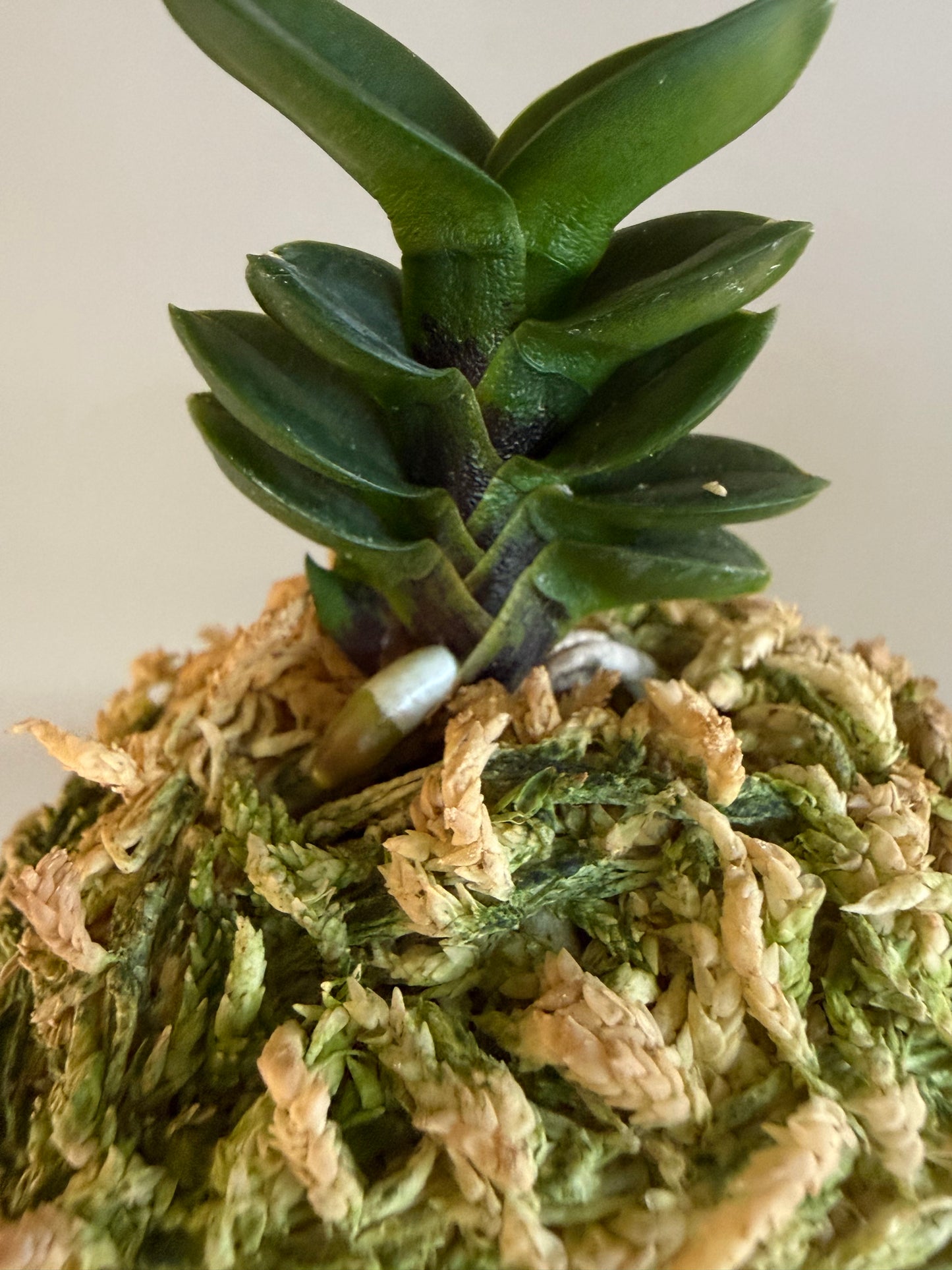 Neofinetia falcata Bulihwan 不二丸