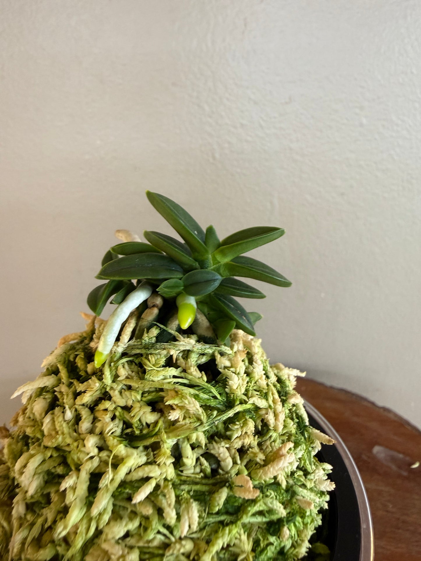 Neofinetia falcata Senzai 千載