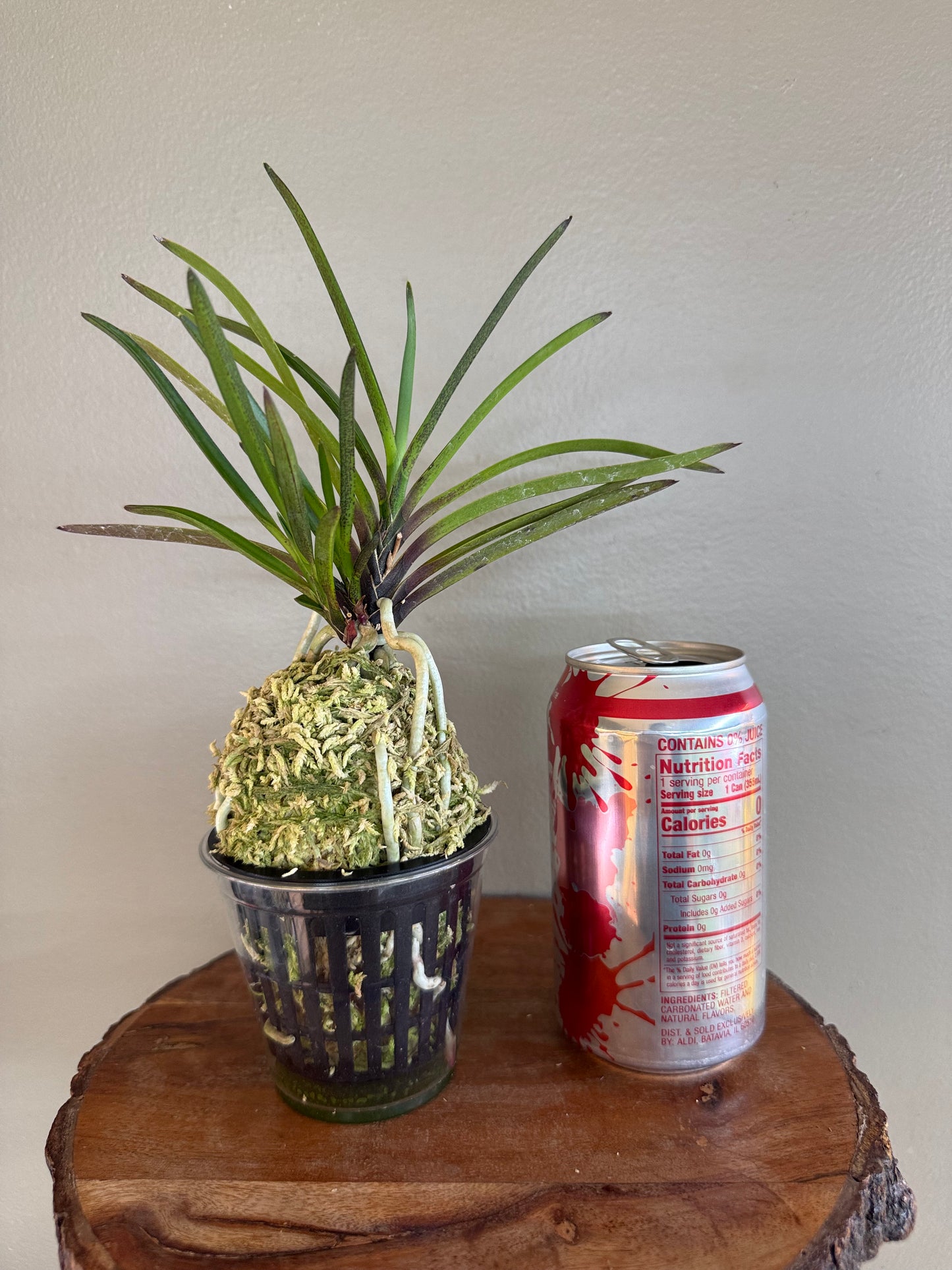 Neofinetia falcata 夕映 Yubae