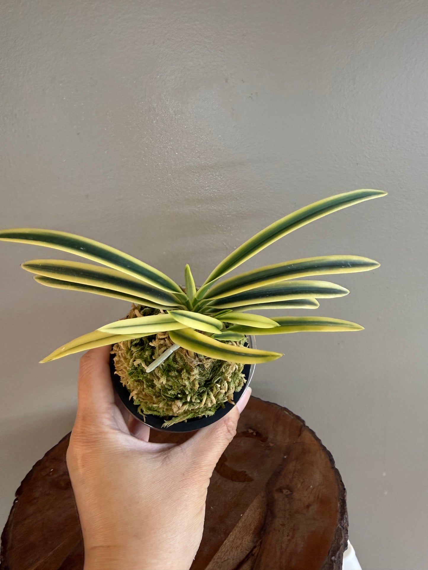 Neofinetia falcata Fukiden 富貴殿