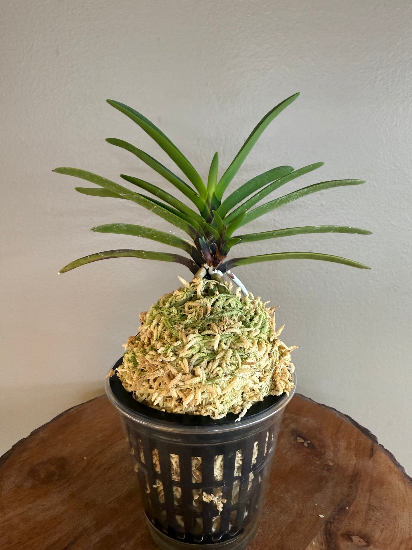Neofinetia falcata Hanakanzashi 花簪