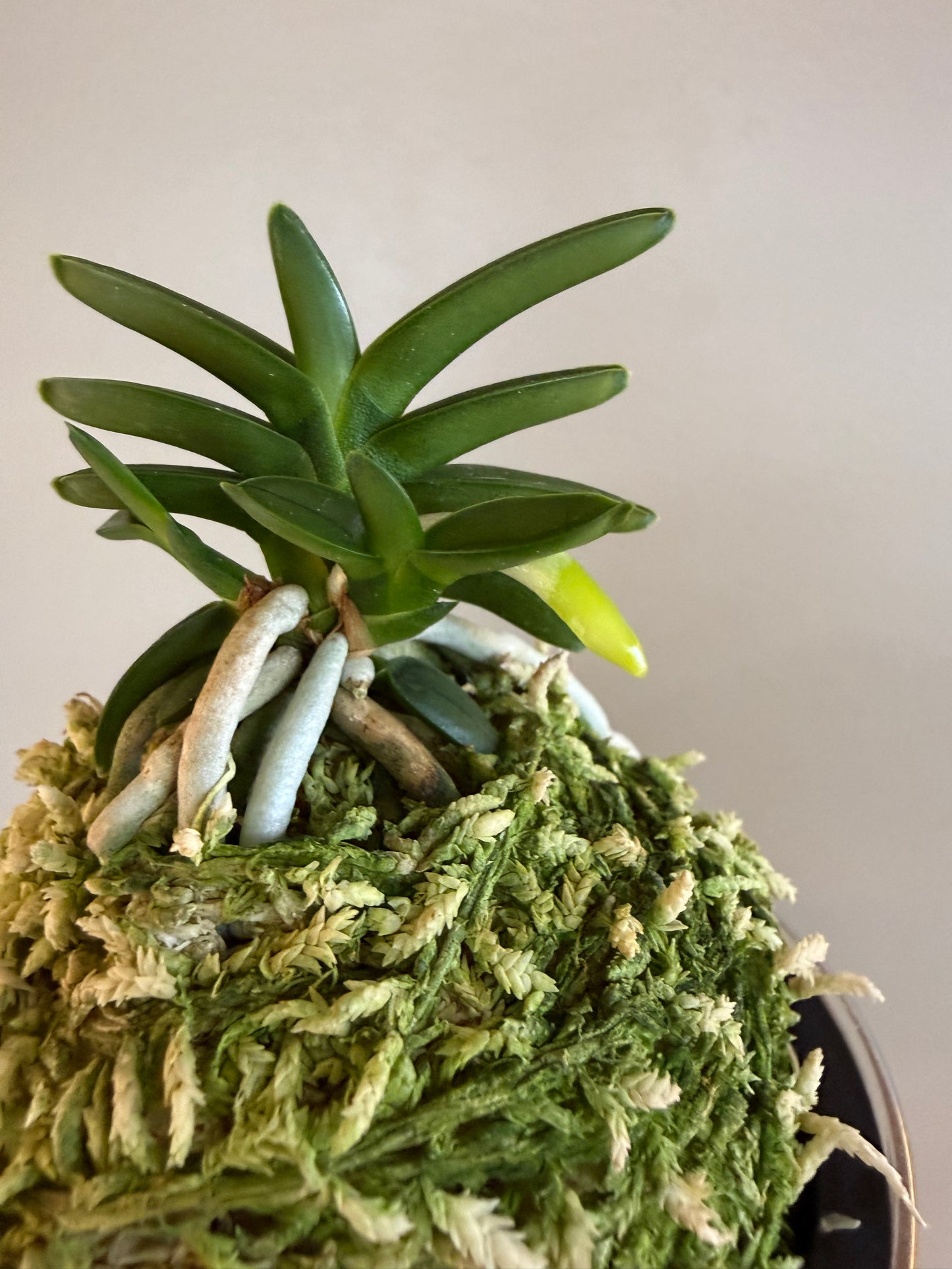 Neofinetia falcata Chwiwol 翠月