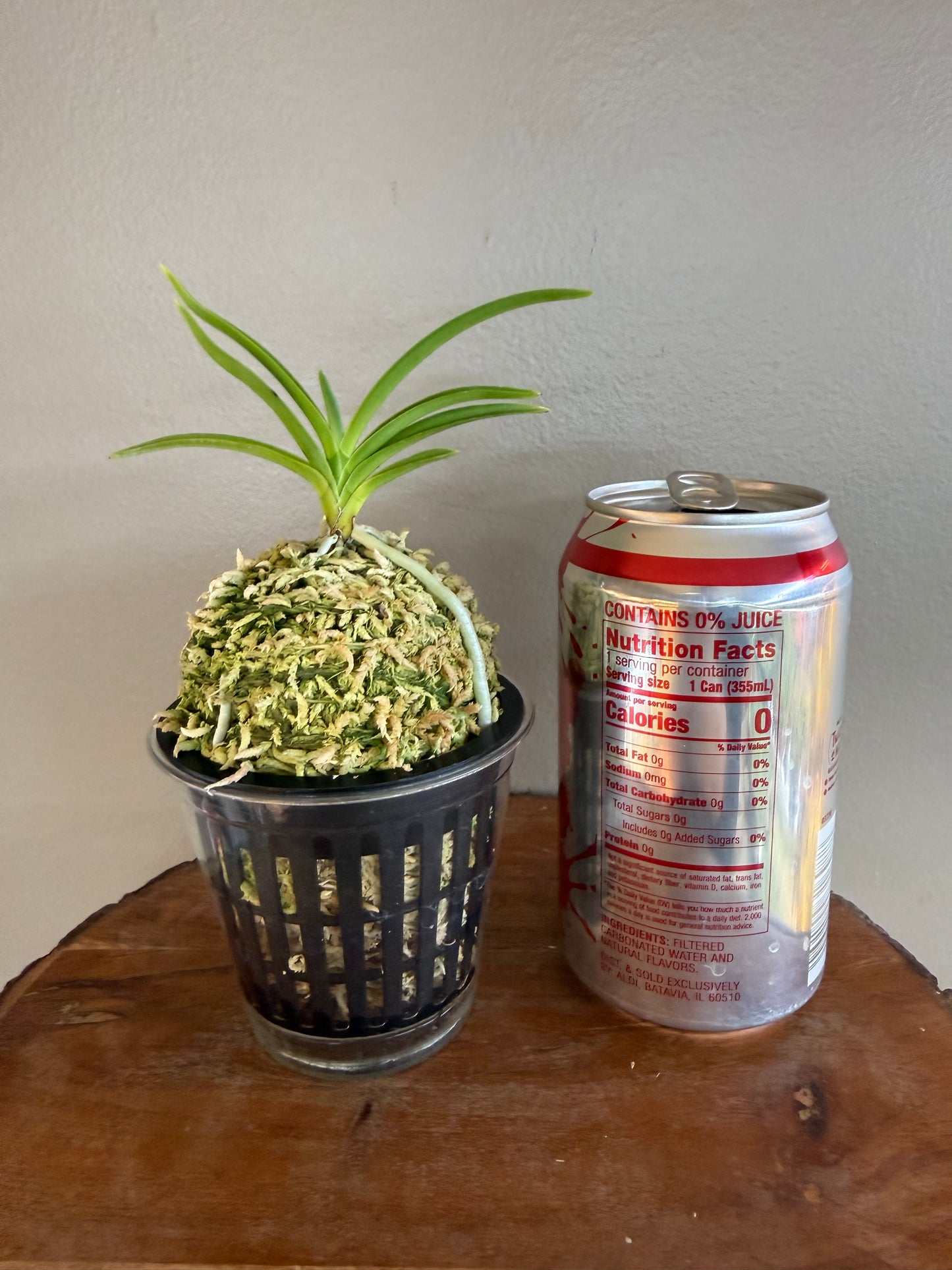 Neofinetia falcata Samwonhong 三元紅