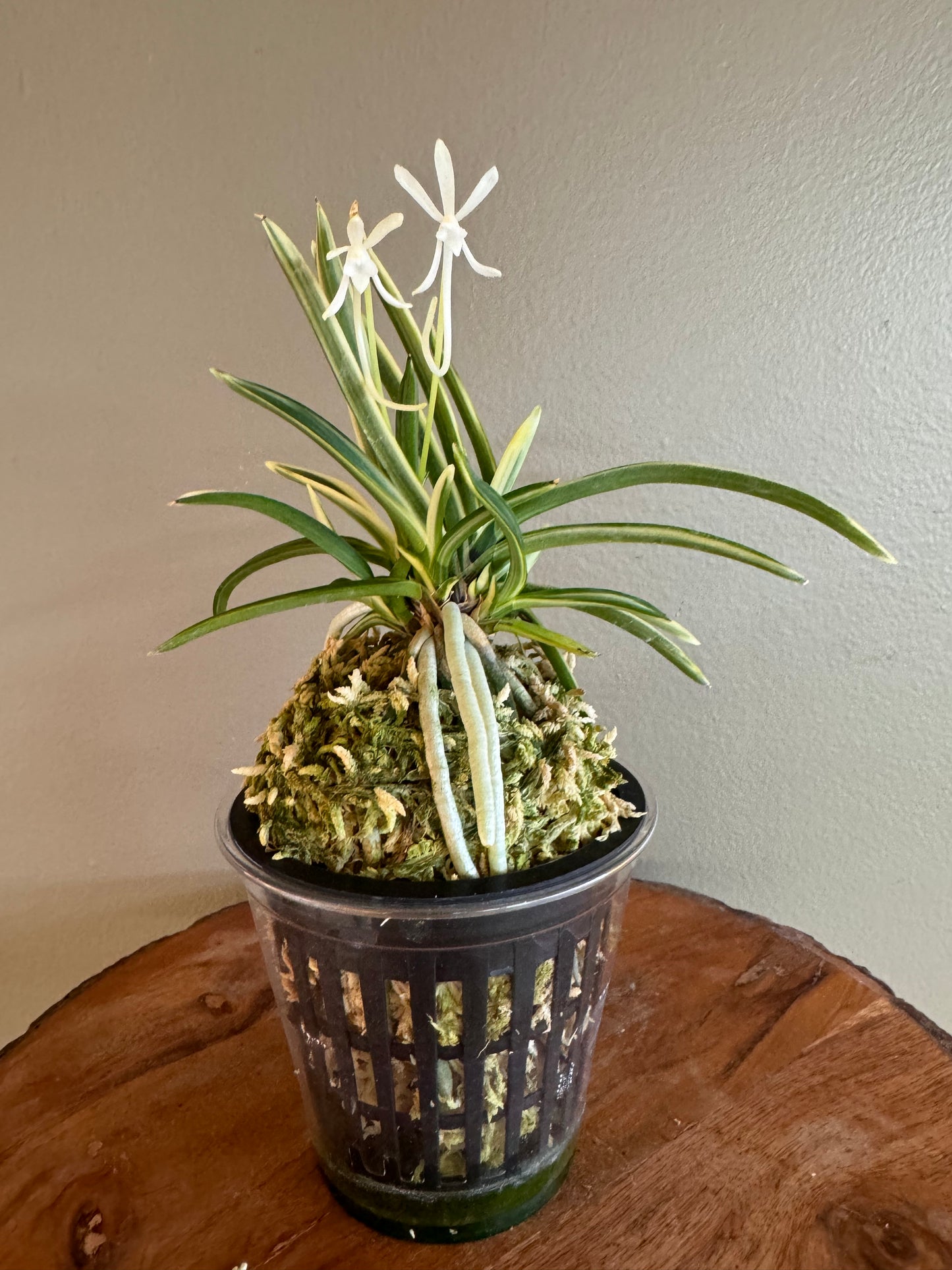 Neofinetia falcata Gojo Fukurin 御城覆輪