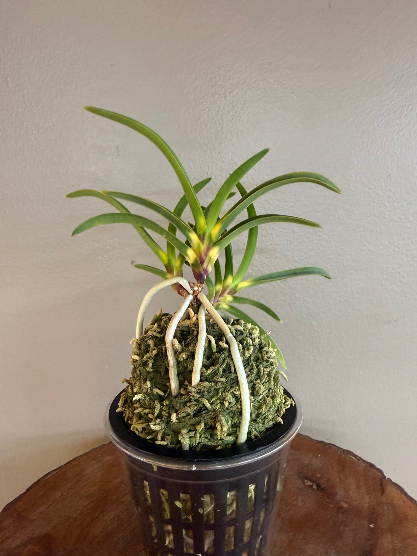 Neofinetia falcata Shingetsu 真月