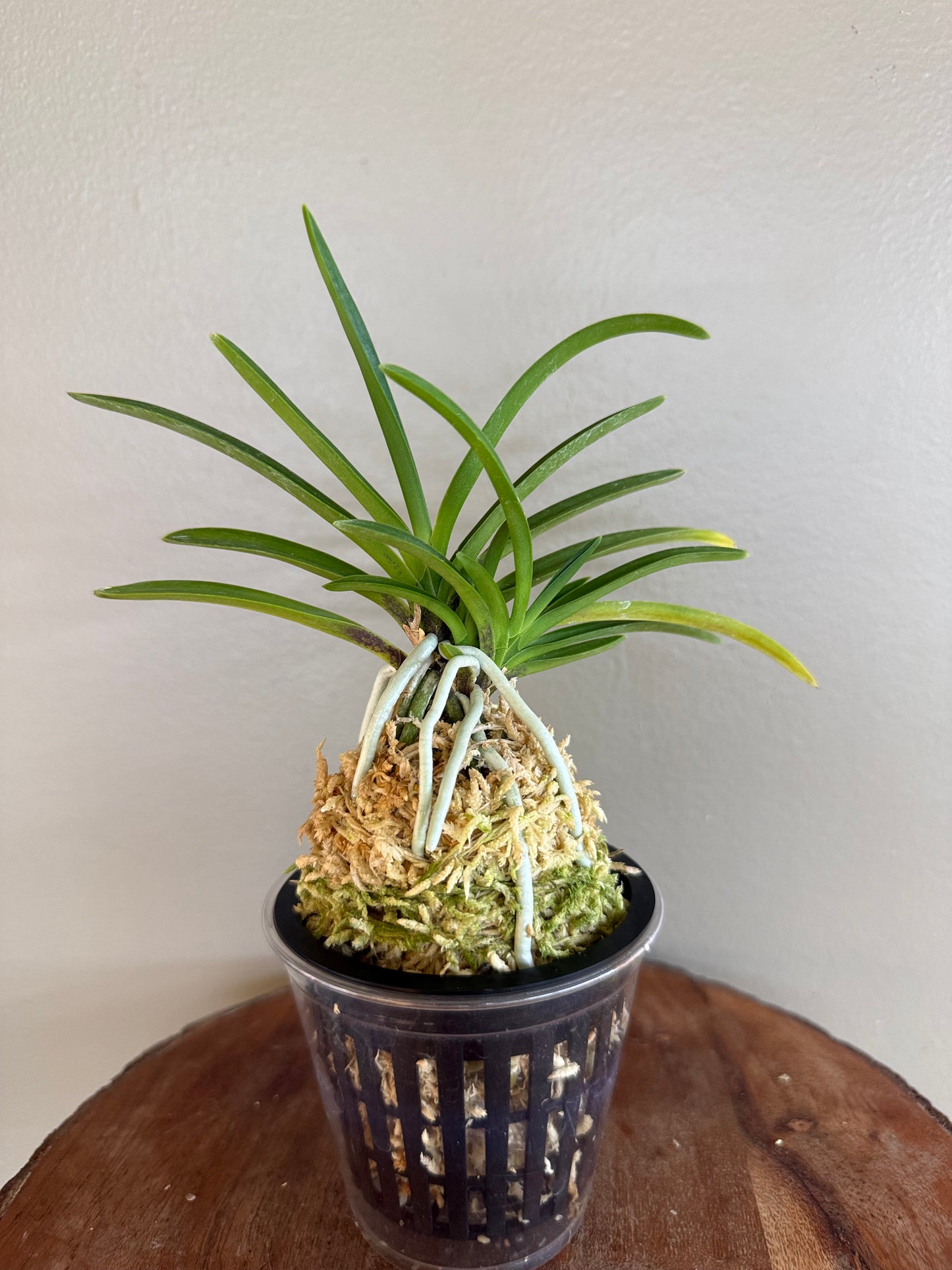 Neofinetia falcata Benigkaede 紅楓