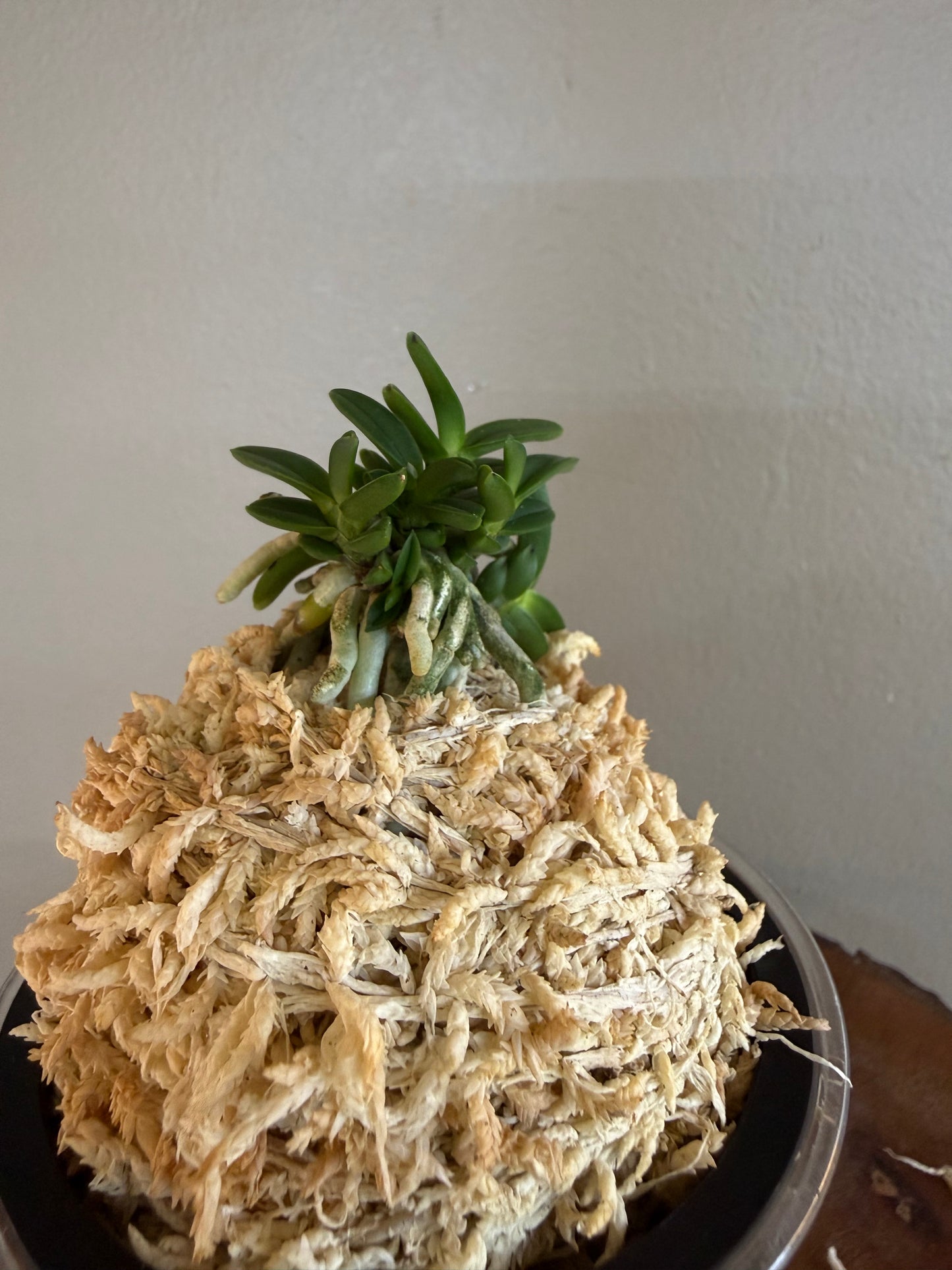 Neofinetia falcata Kuroshinju 黒真珠