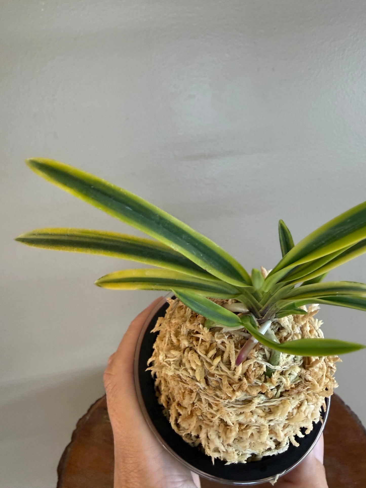Neofinetia falcata Renjomaru 連城丸