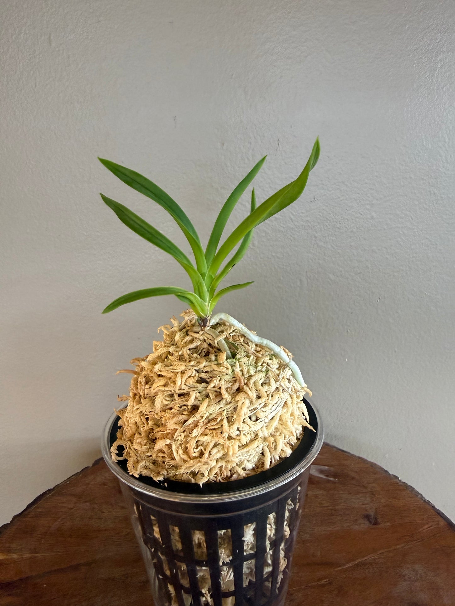 Neofinetia falcata Hwangjiyeon 黃池淵