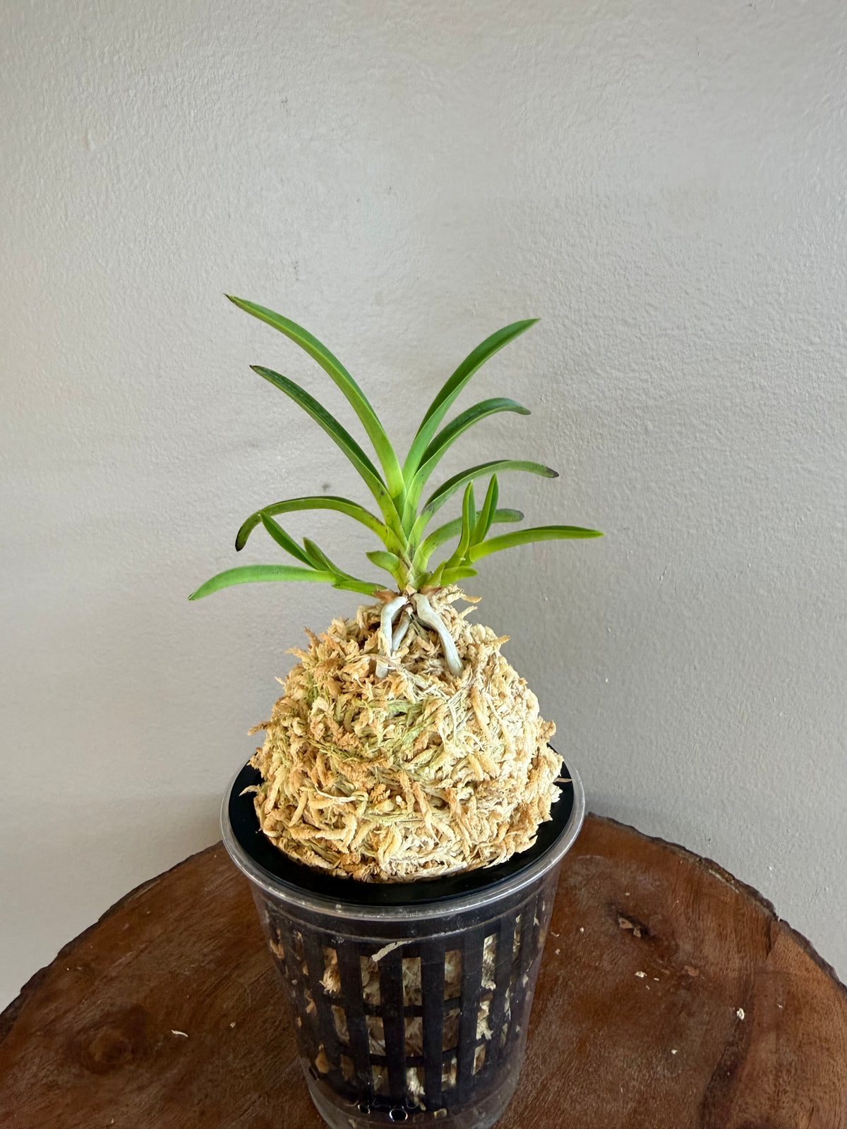 Neofinetia falcata Samjiyeon 三池淵