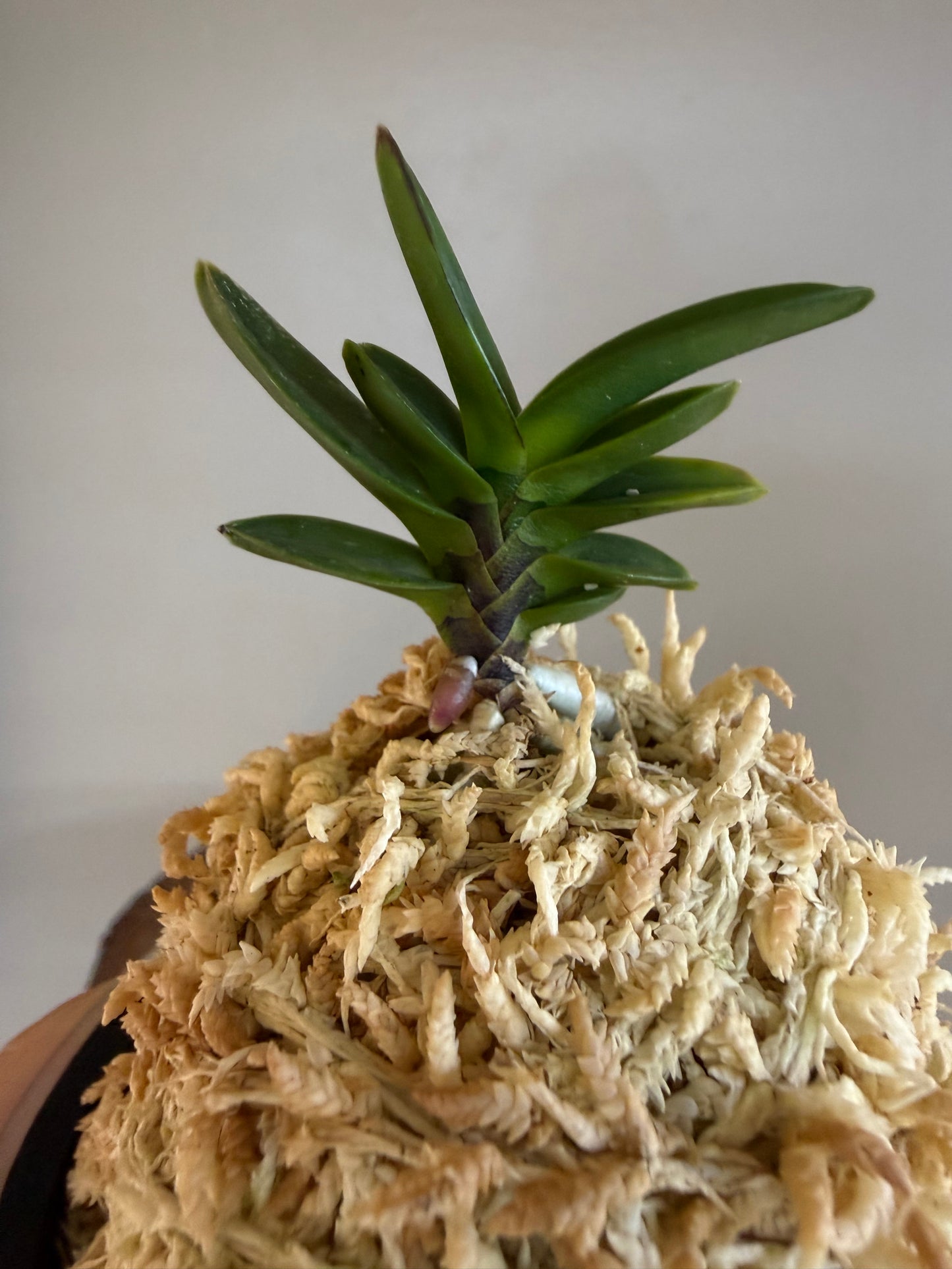 Neofinetia falcata Kobantakara 小判宝