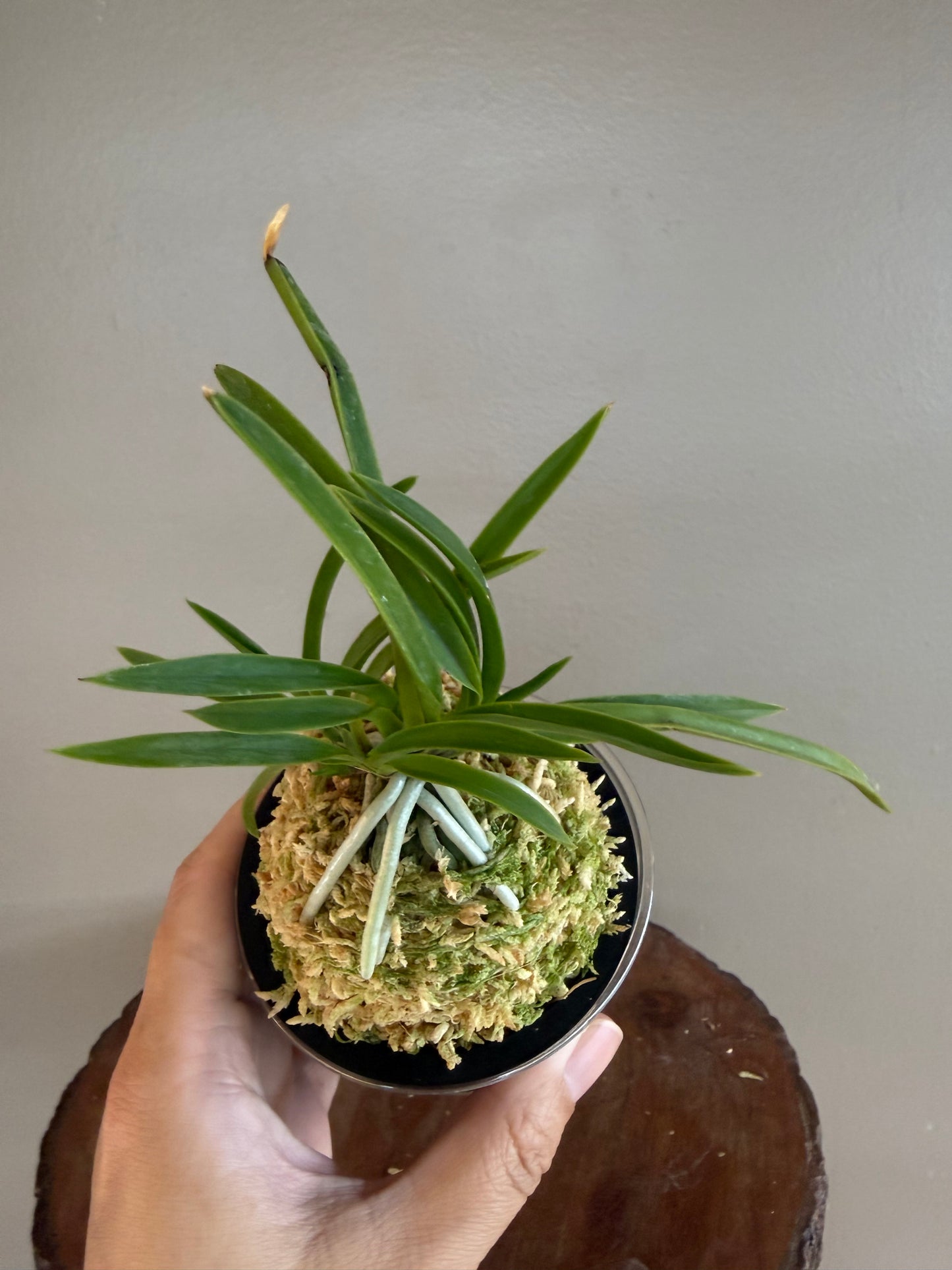 Neofinetia falcata Kibana 黃花