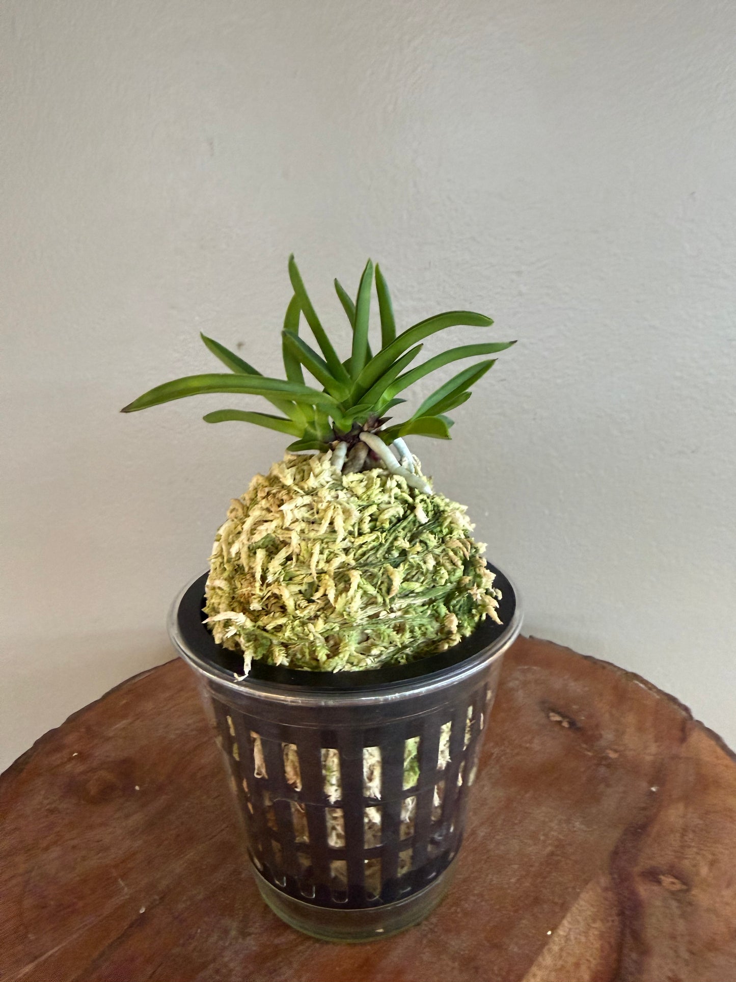 Neofinetia falcata Raizan 雷山