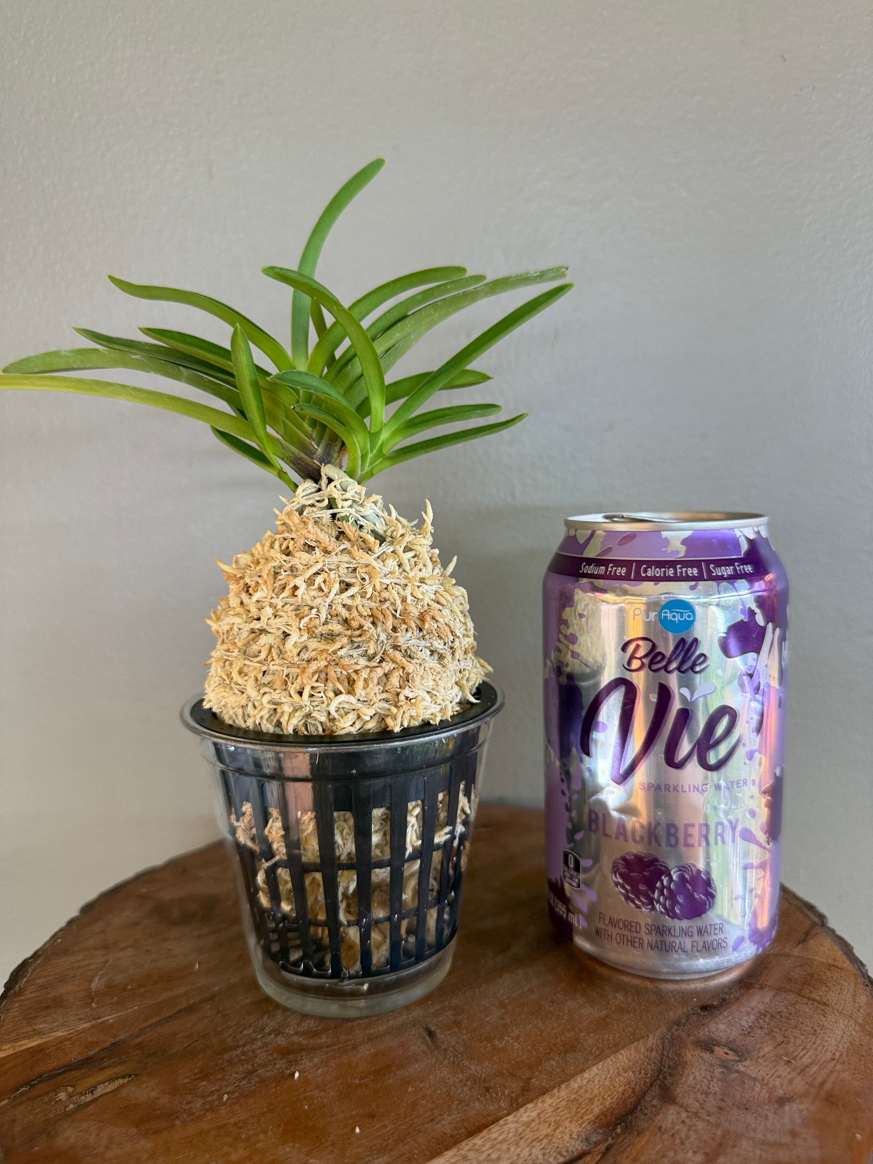 Neofinetia falcata Hanamatsuri 花祭 – Helen's Orchid House