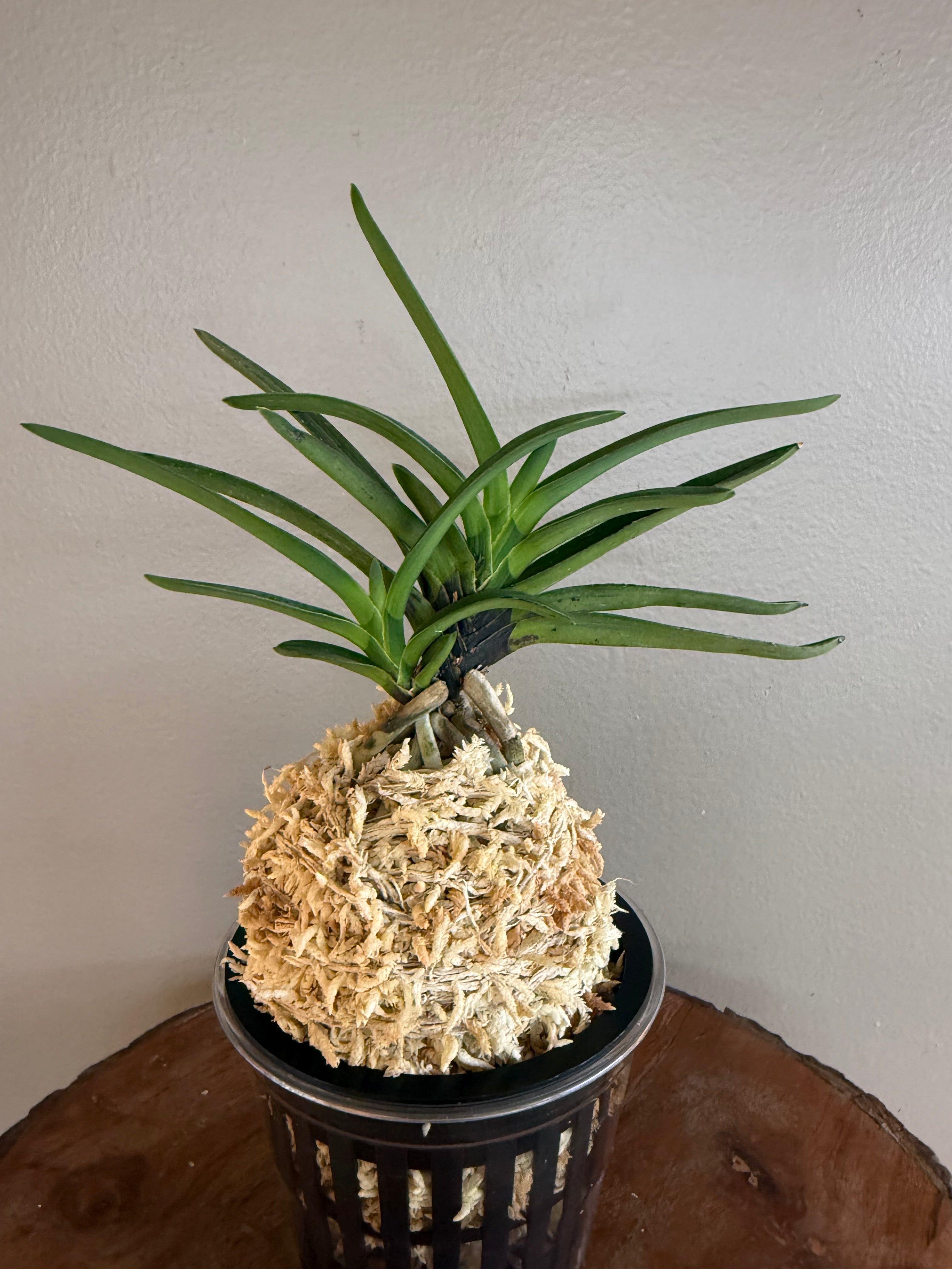 Neofinetia falcata Takaranoshi 宝熨斗 – Helen's Orchid House