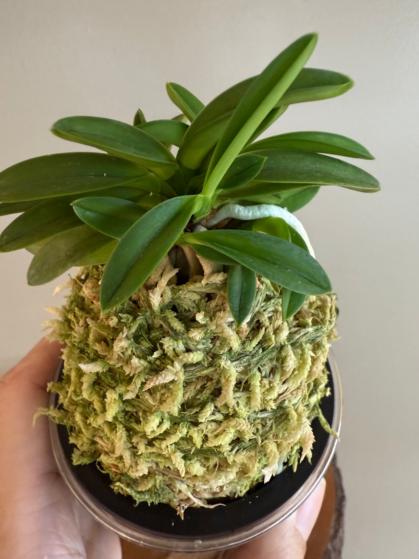 Neofinetia falcata Seidai 聖代
