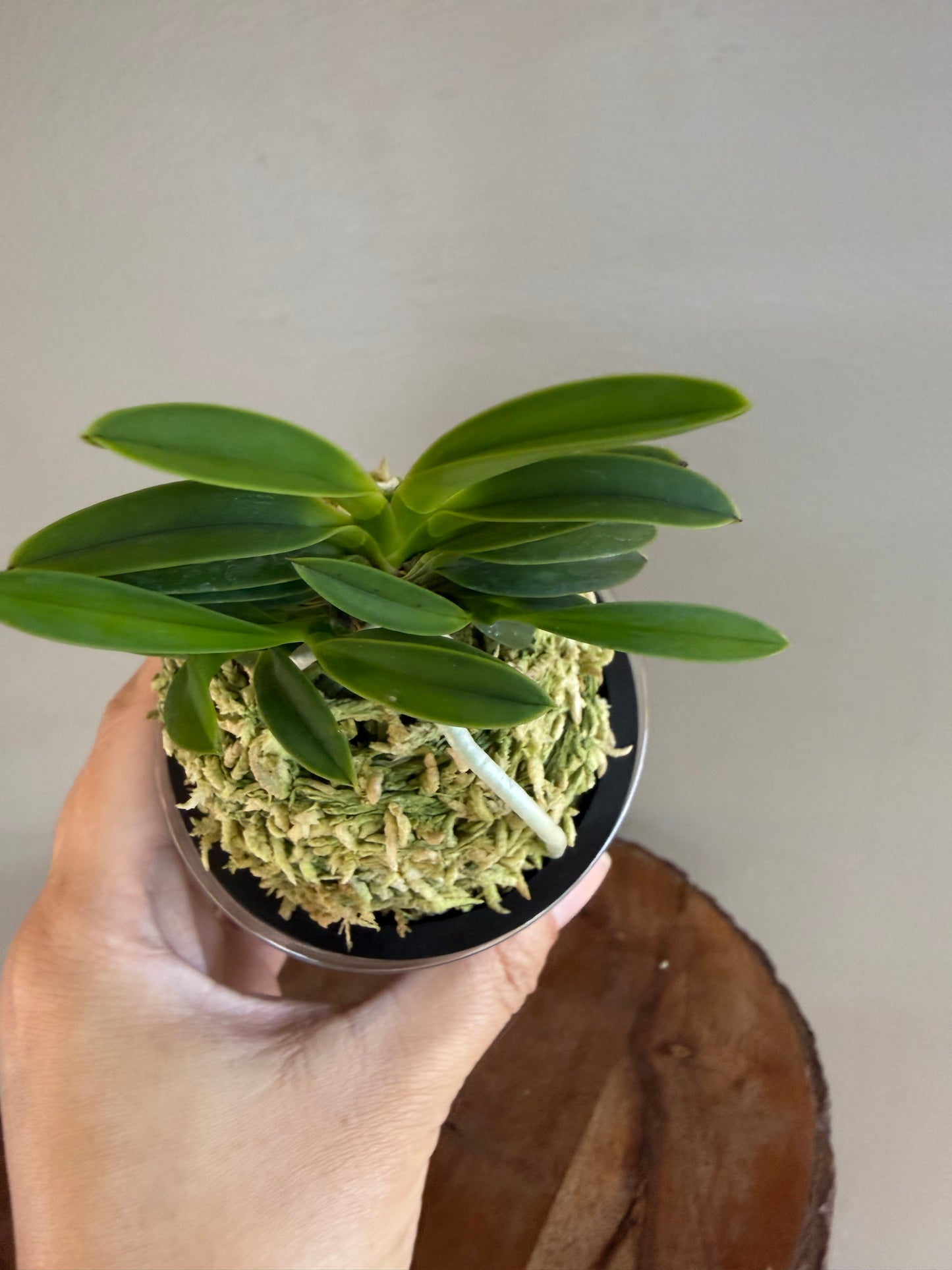 Neofinetia falcata Tsushima Ryokuho 對馬綠寶
